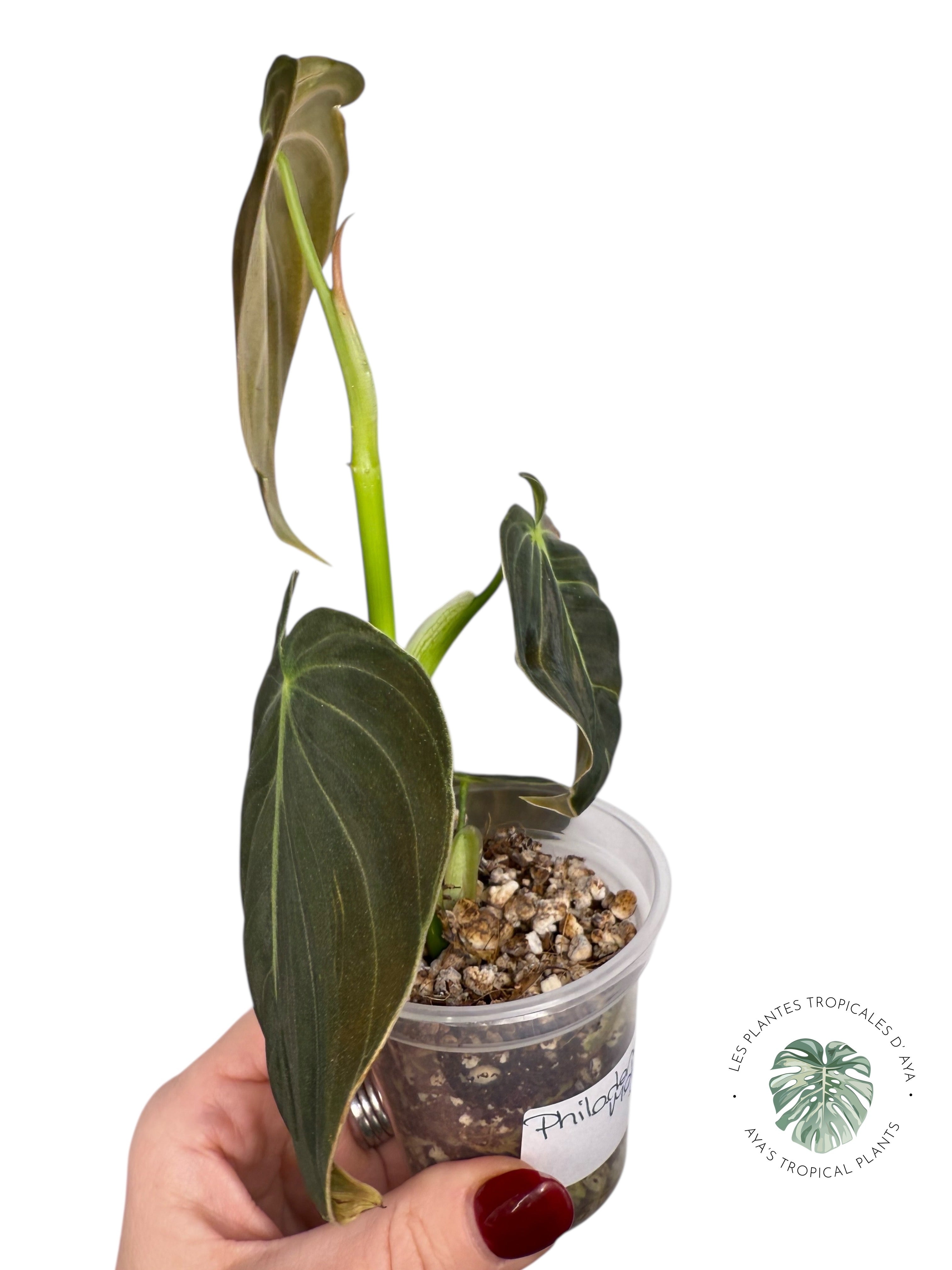 Philodendron Melanochrysum Orange (Bonfire) | Rare Aroid Plant| Aya's Tropical Plants