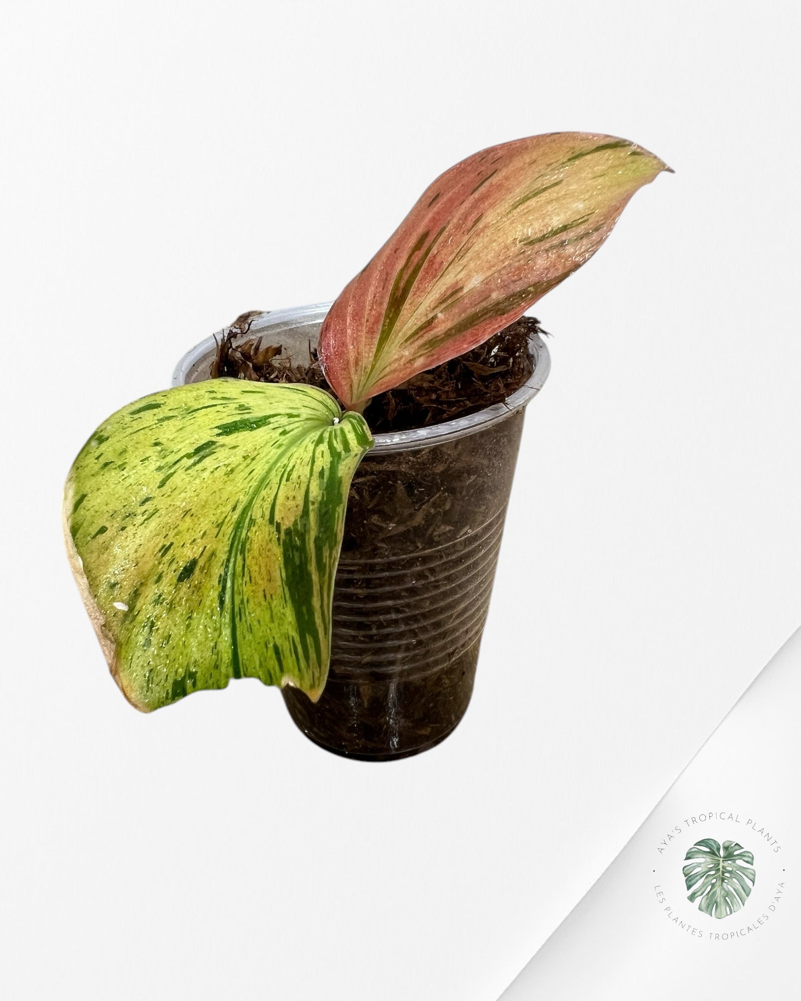 Kaempferia sp. Red Variegata - P5