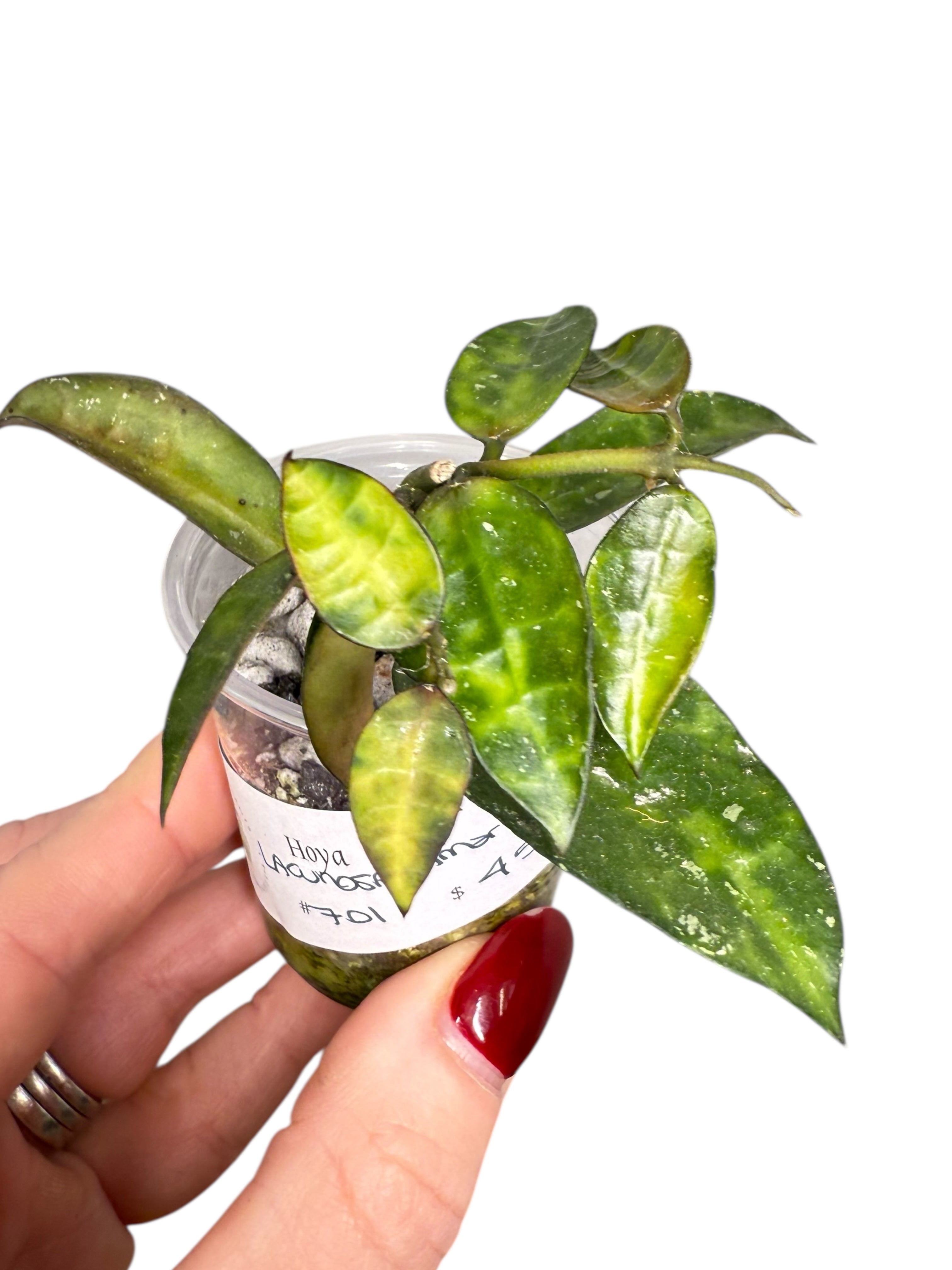 Hoya lacunosa 'Amarillo'