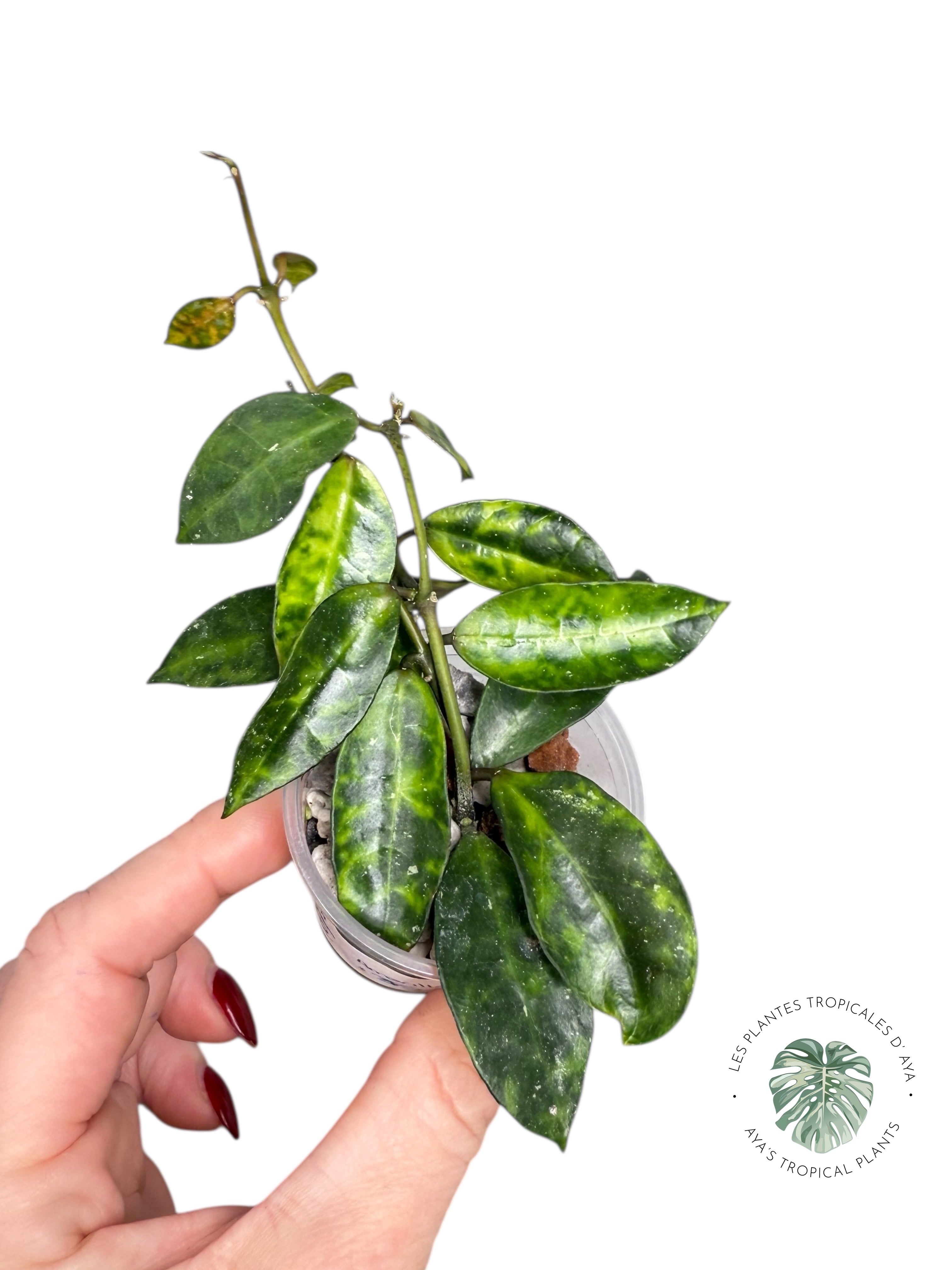 Hoya lacunosa 'Amarillo'