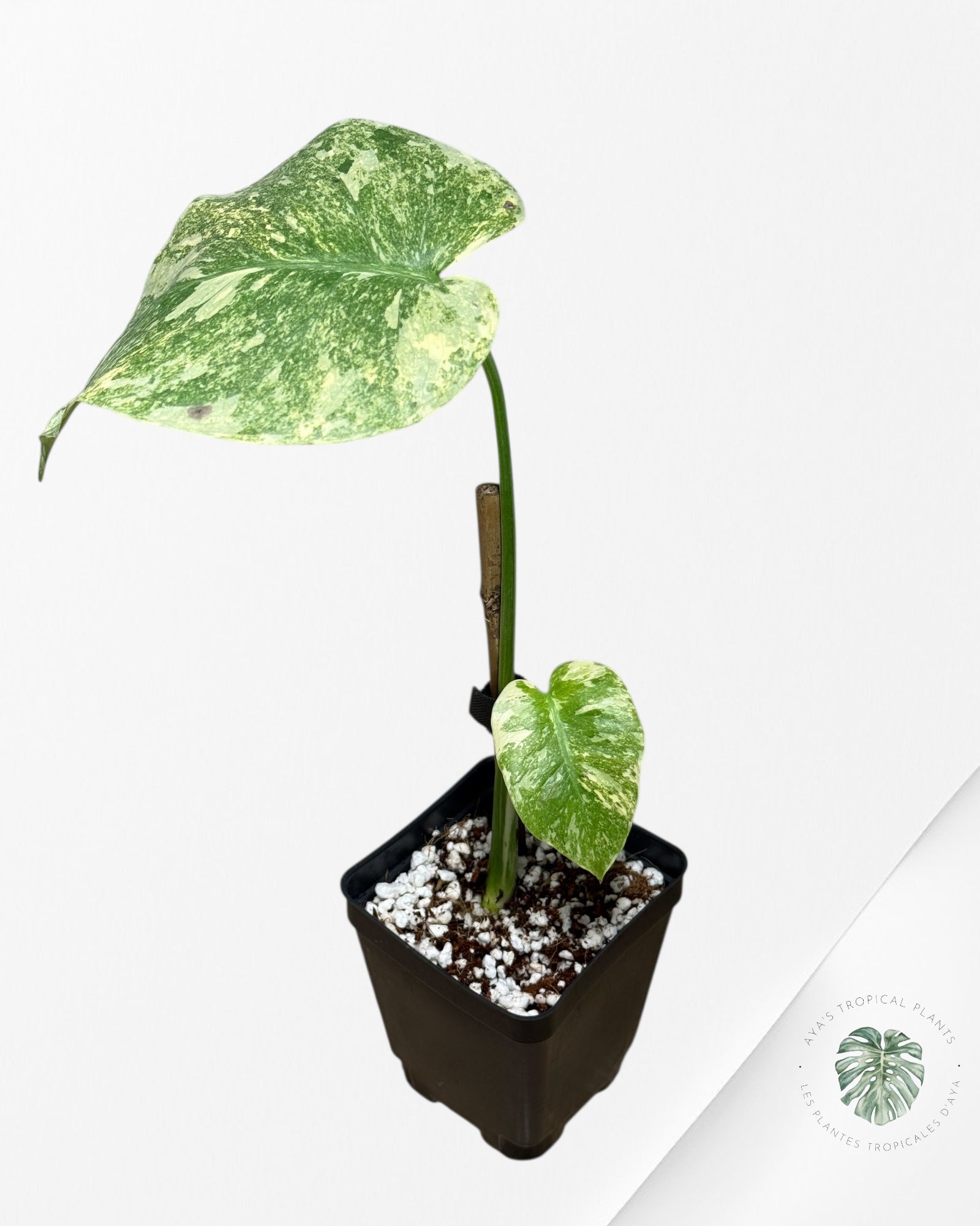 Monstera Legacy - 282