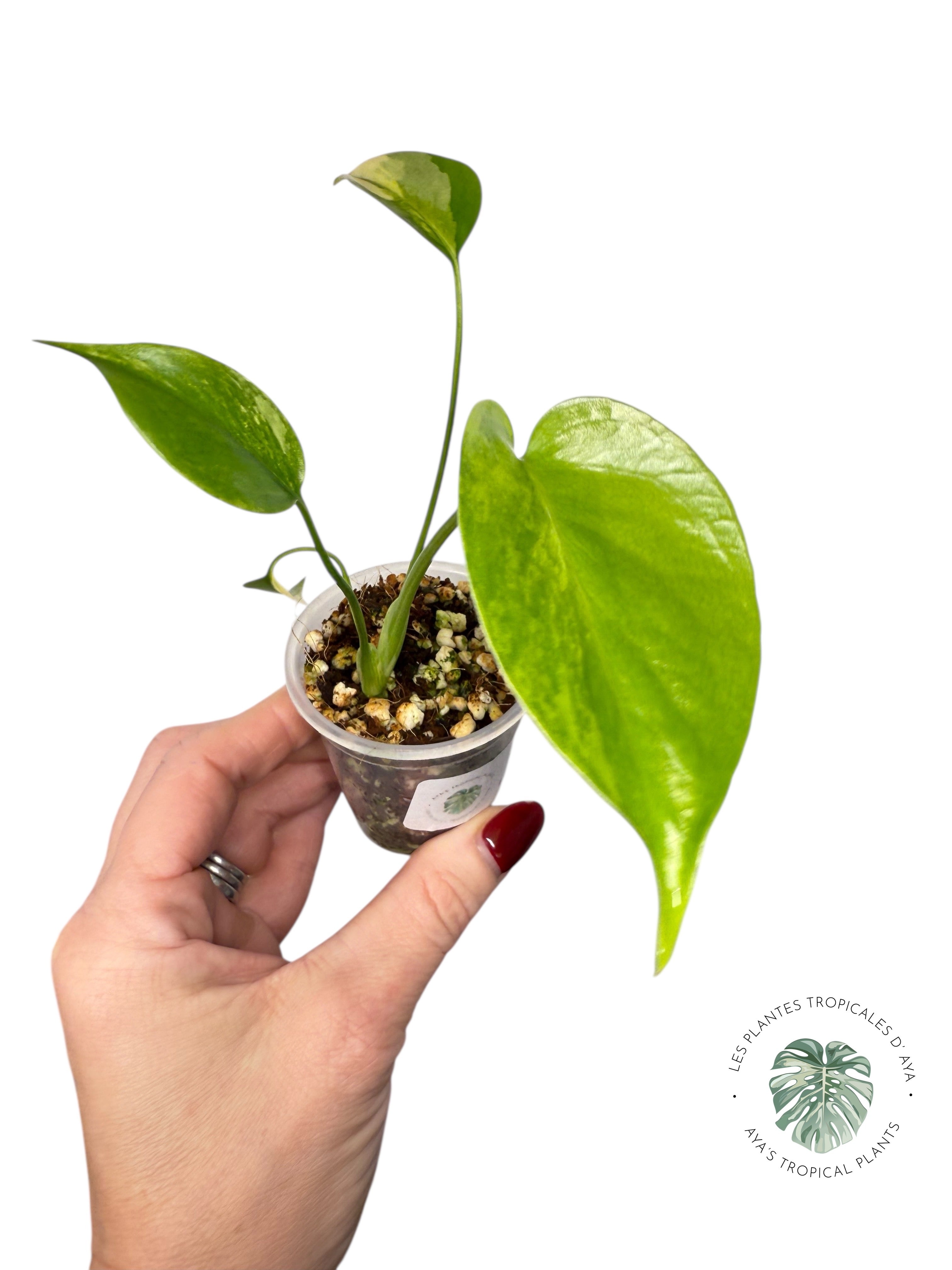 Monstera Aurea | Rare TC Plant | Aya's Tropical Plants