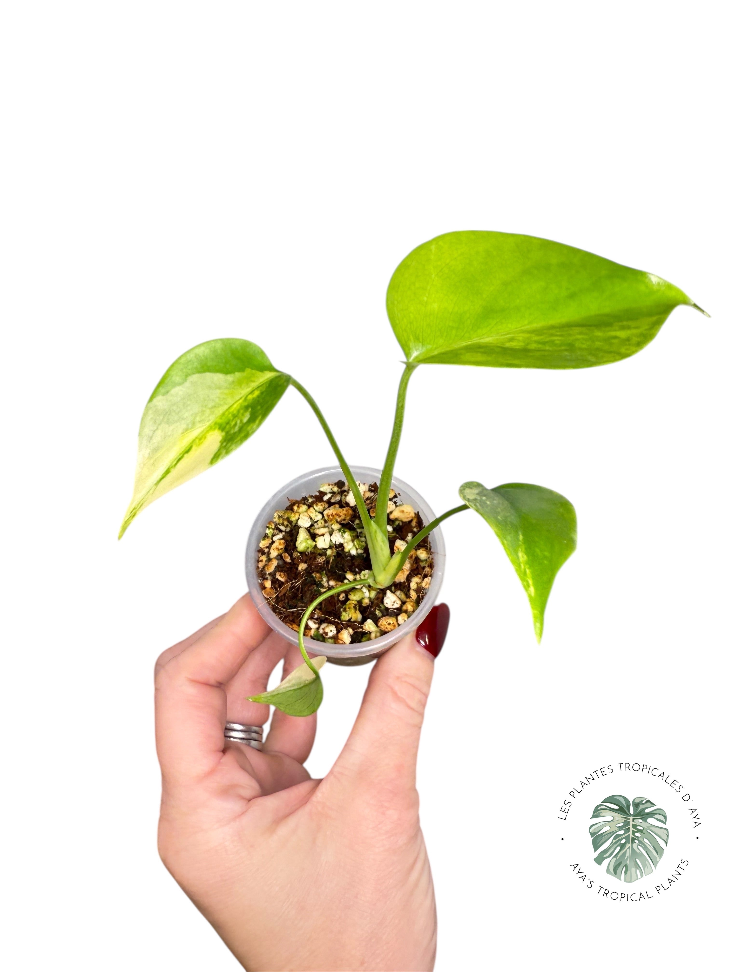 Monstera Aurea | Rare TC Plant | Aya's Tropical Plants