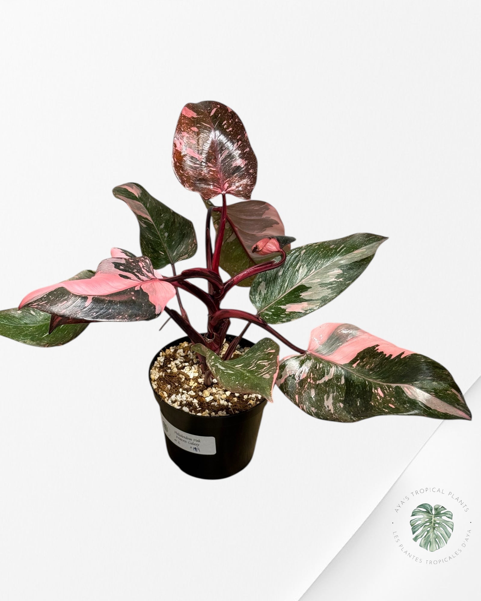 Philodendron 'Pink Princess Galaxy' - F2