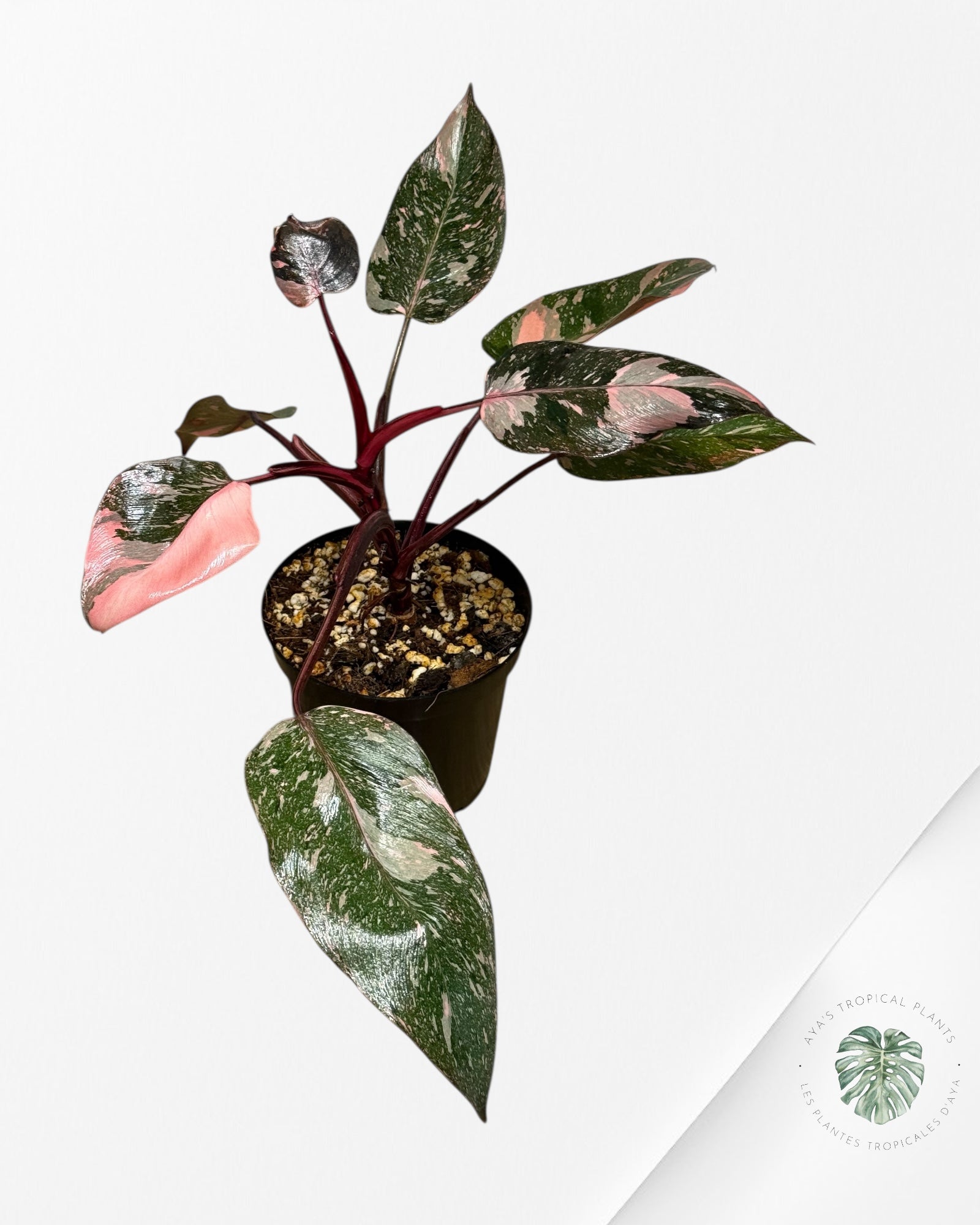 Philodendron 'Pink Princess Galaxy - F4