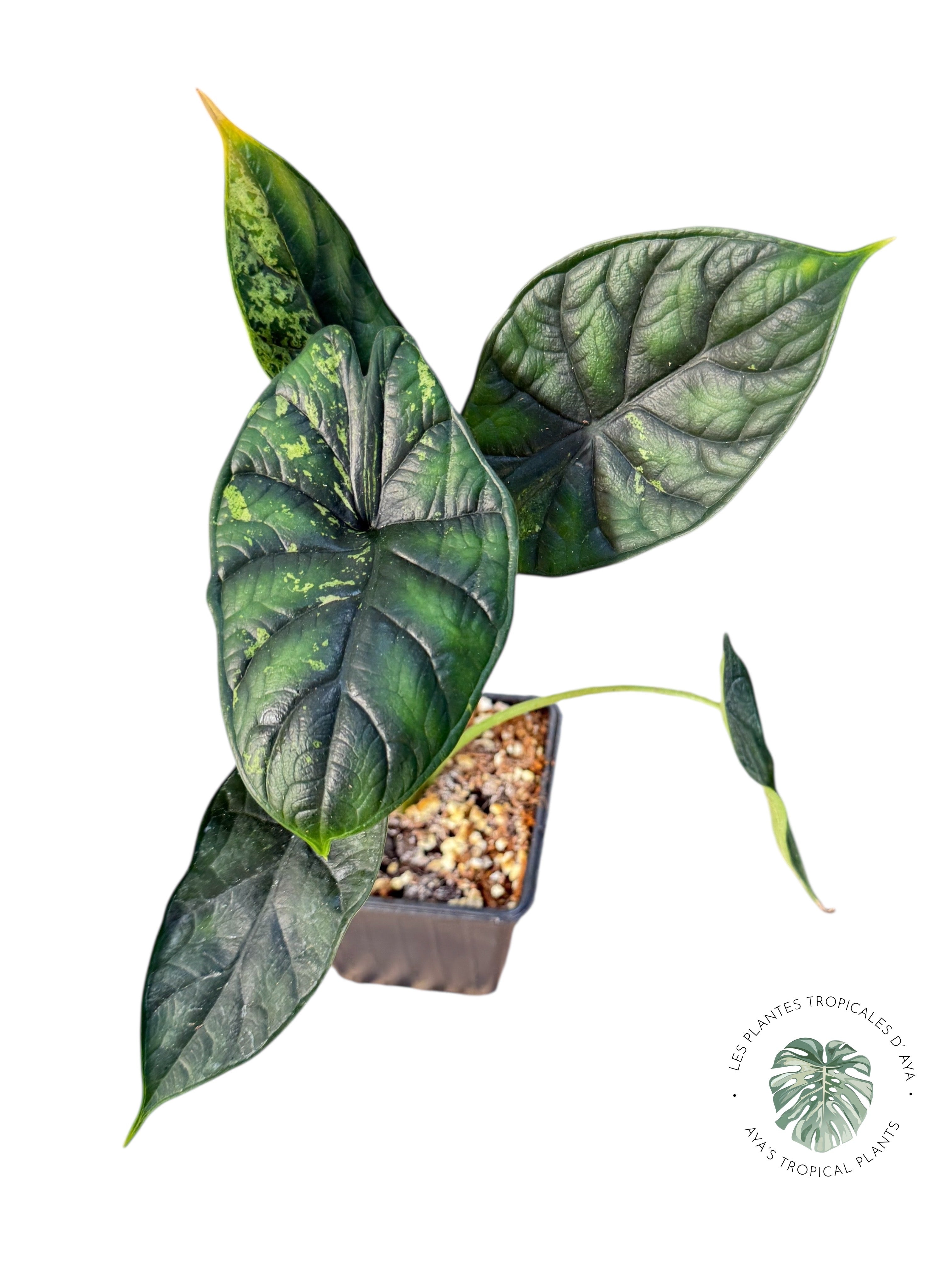 Alocasia Dragon Scale Mint |Rare Aroid| Aya's Tropical Plants