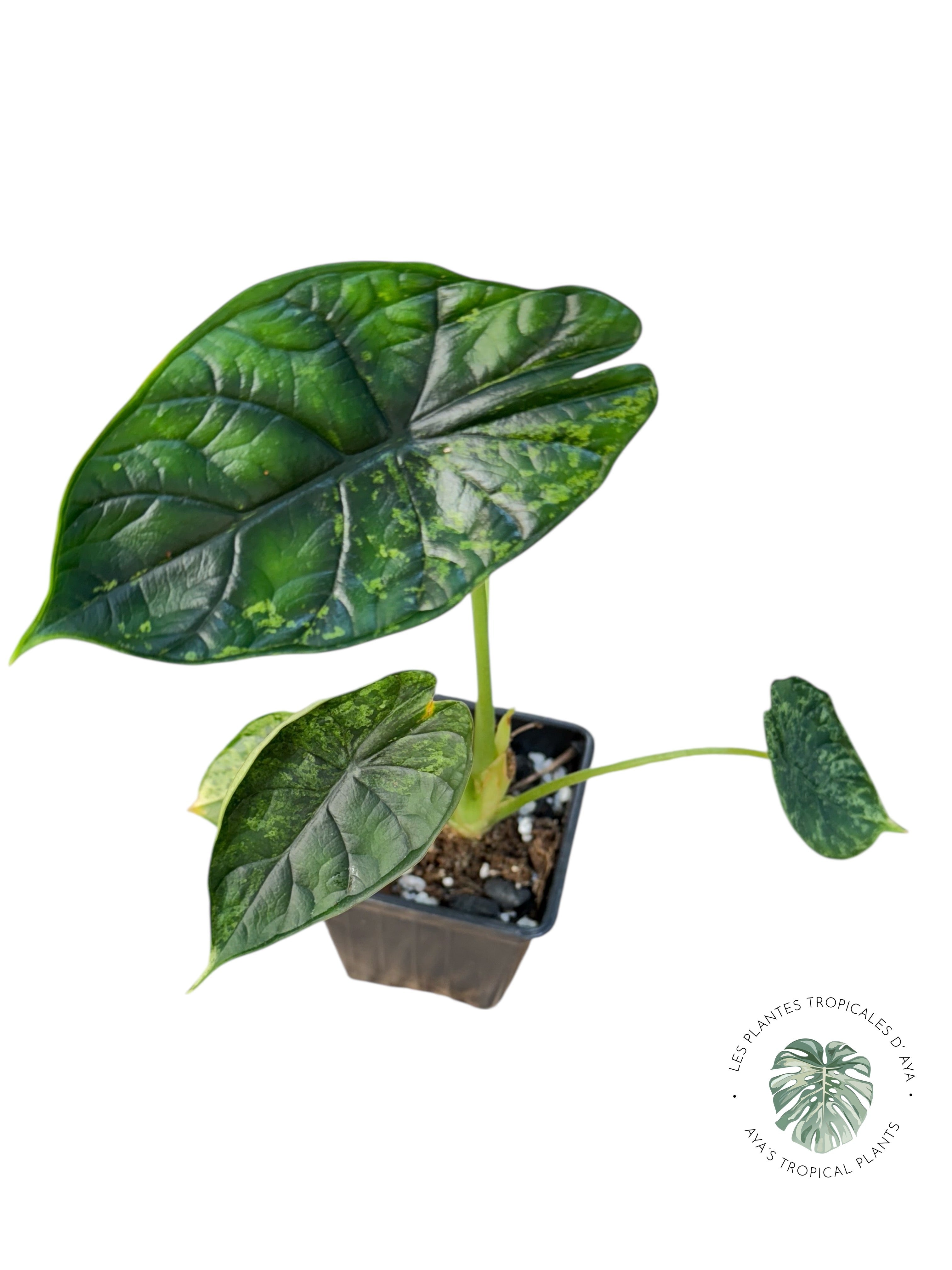 Alocasia Dragon Scale Mint |Rare Aroid| Aya's Tropical Plants