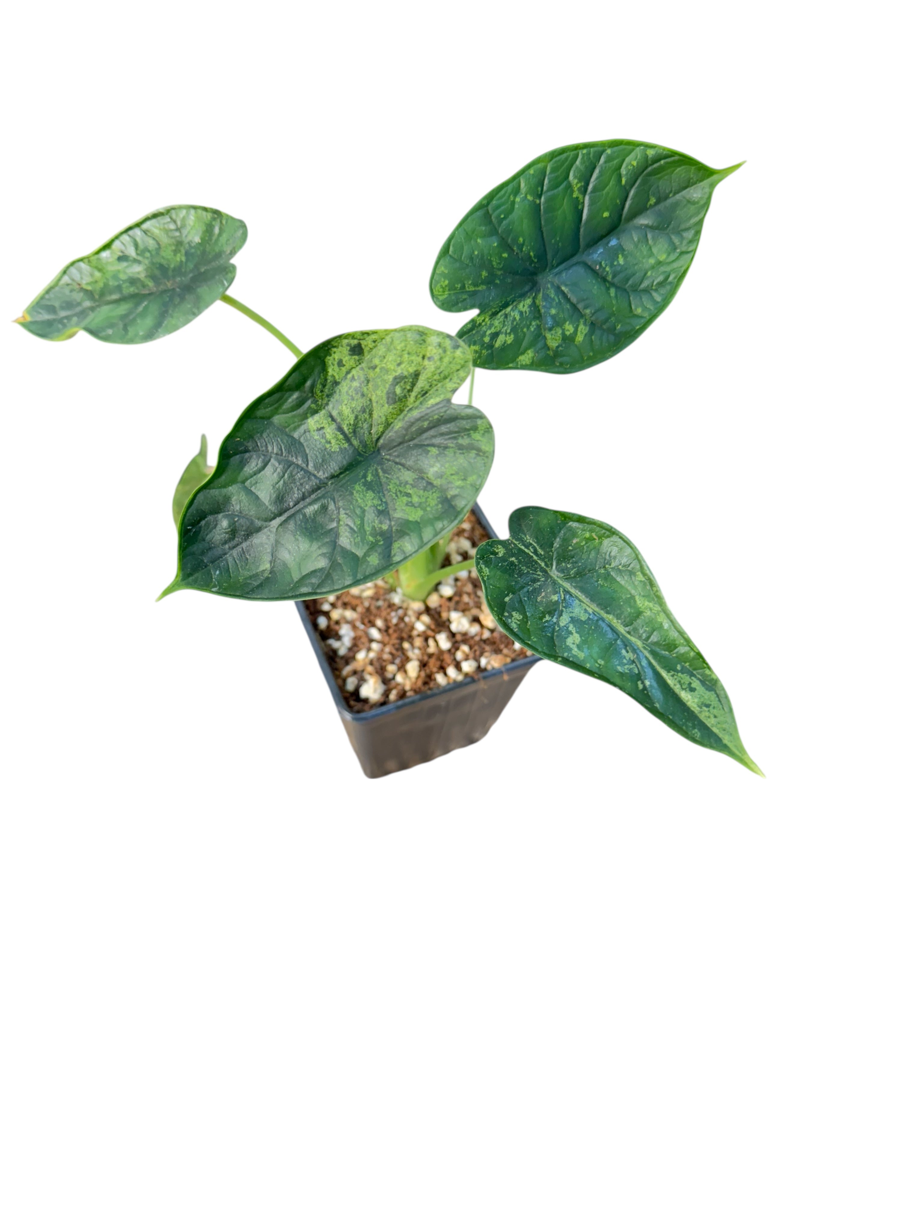 Alocasia Dragon Scale Mint |Rare Aroid| Aya's Tropical Plants