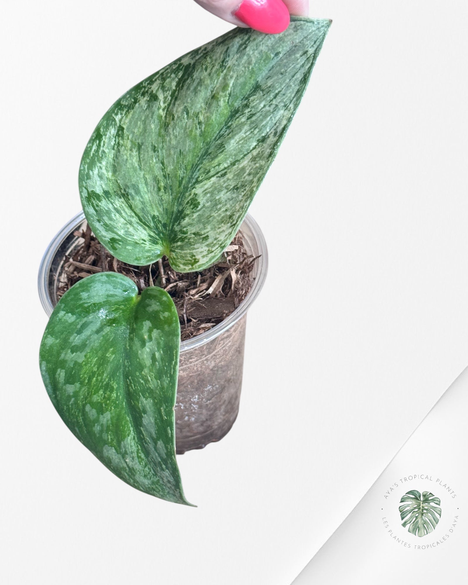 Scindapsus Silver Knight Aurea -P131