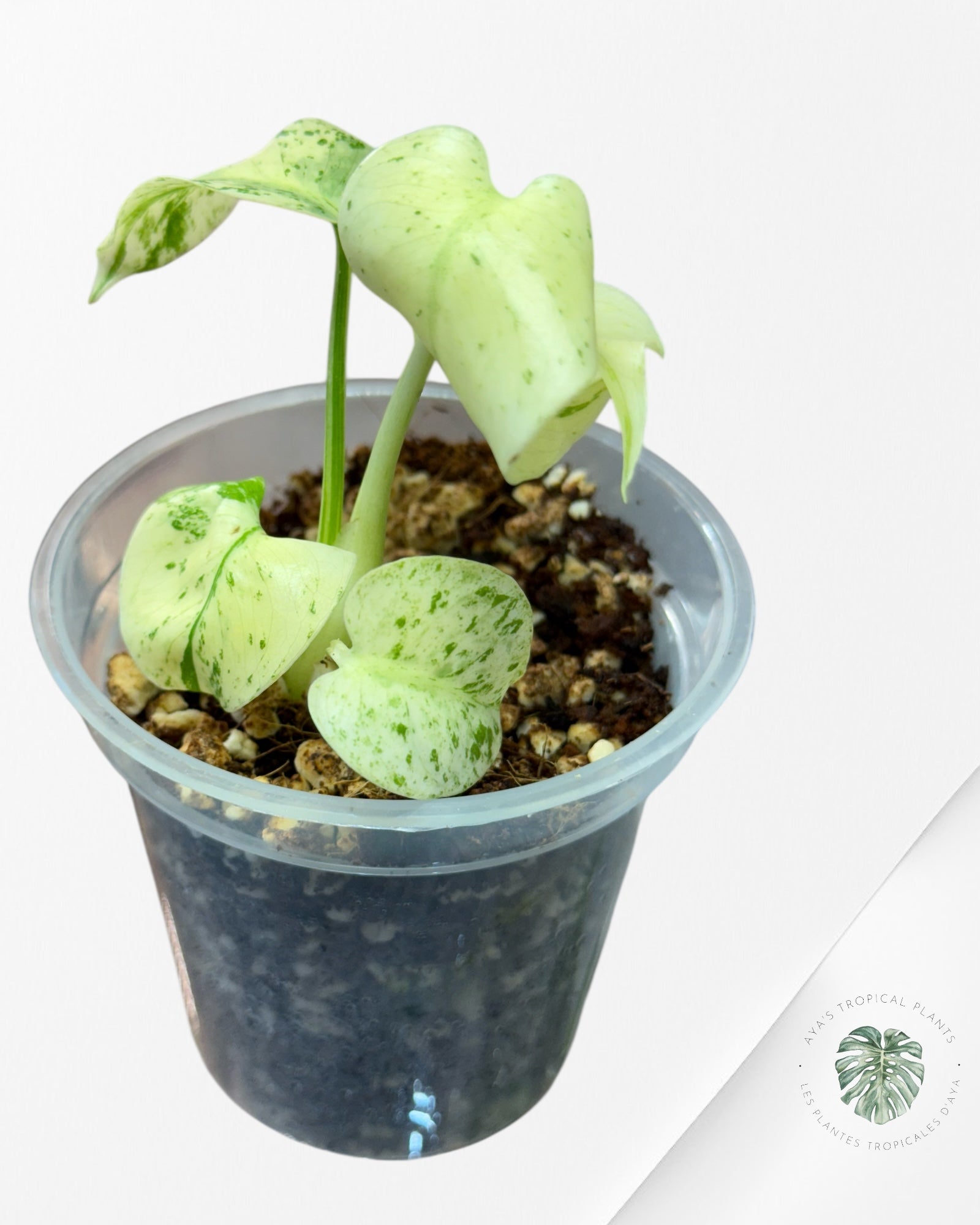 Monstera Menthe Blanche - 40