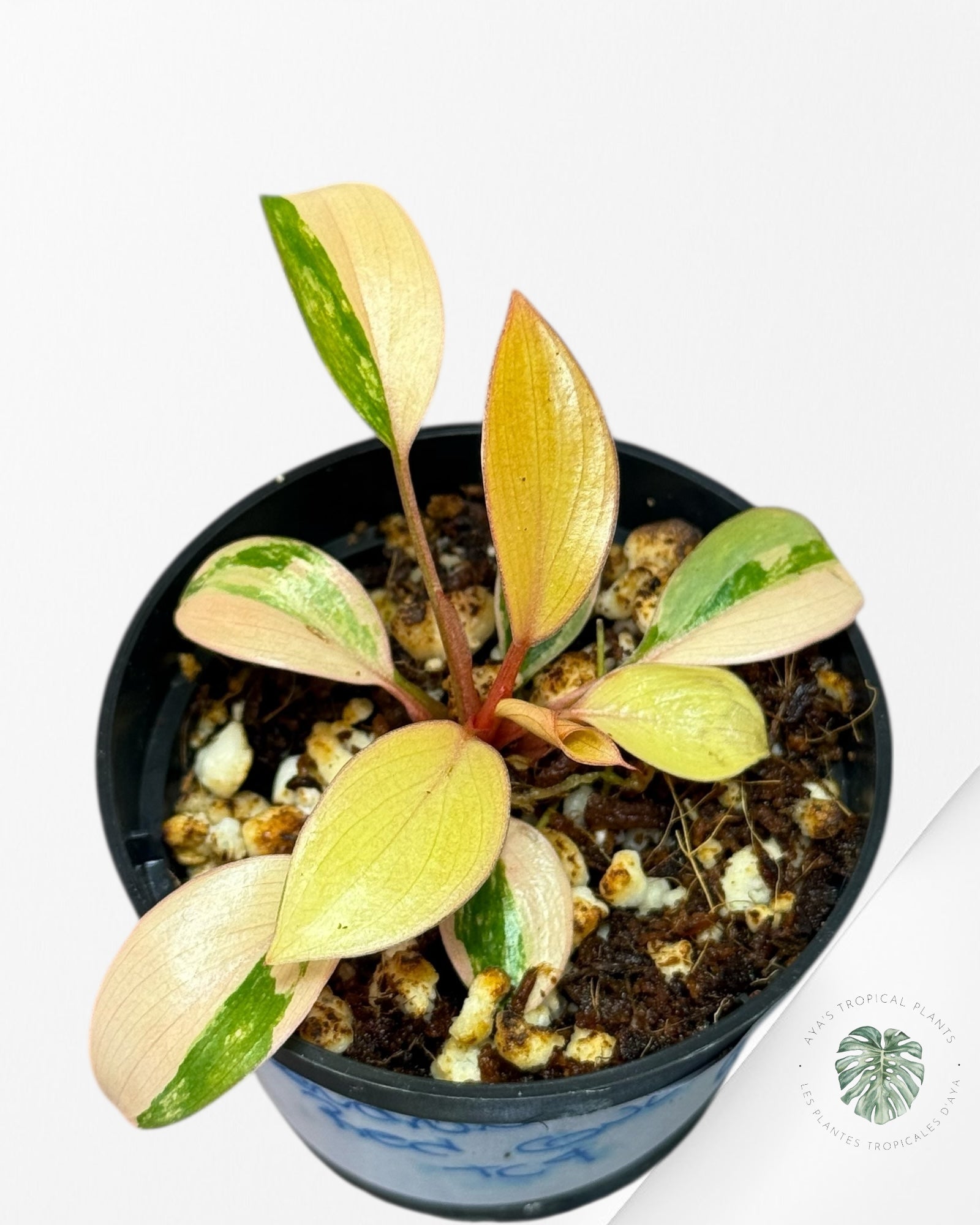 Philodendron Red Congo Variegata-TC4
