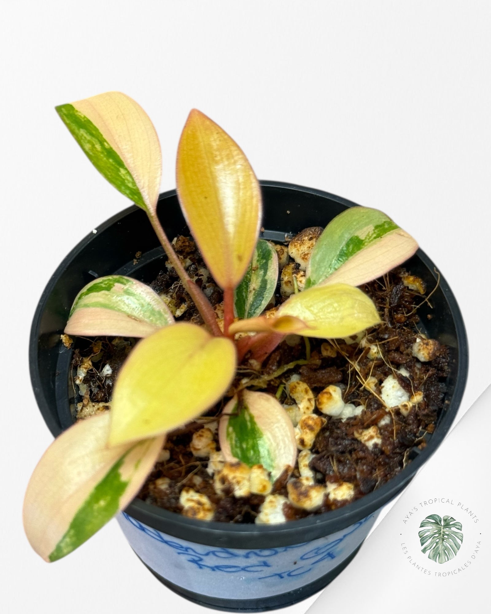 Philodendron Red Congo Variegata-TC4