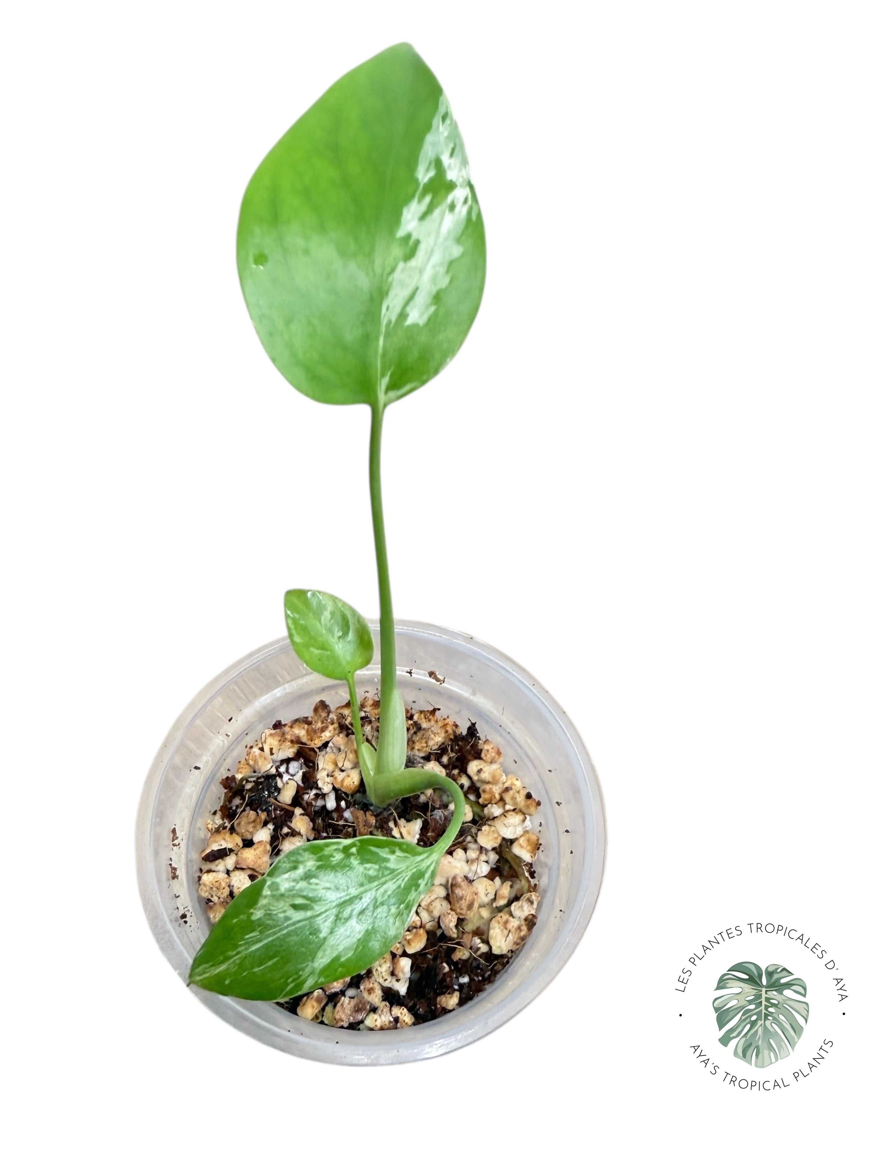 Monstera Deliciosa Bulbasaur | Rare TC Plant| Aya's Tropical Plants