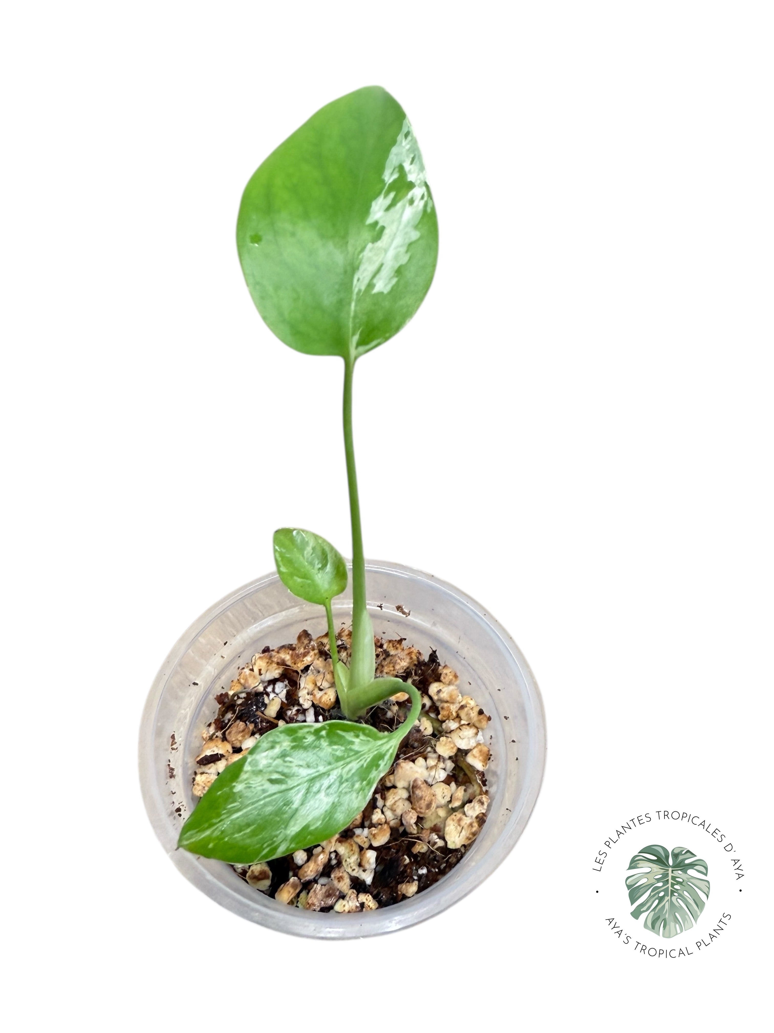 Monstera Deliciosa Bulbasaur | Rare TC Plant| Aya's Tropical Plants