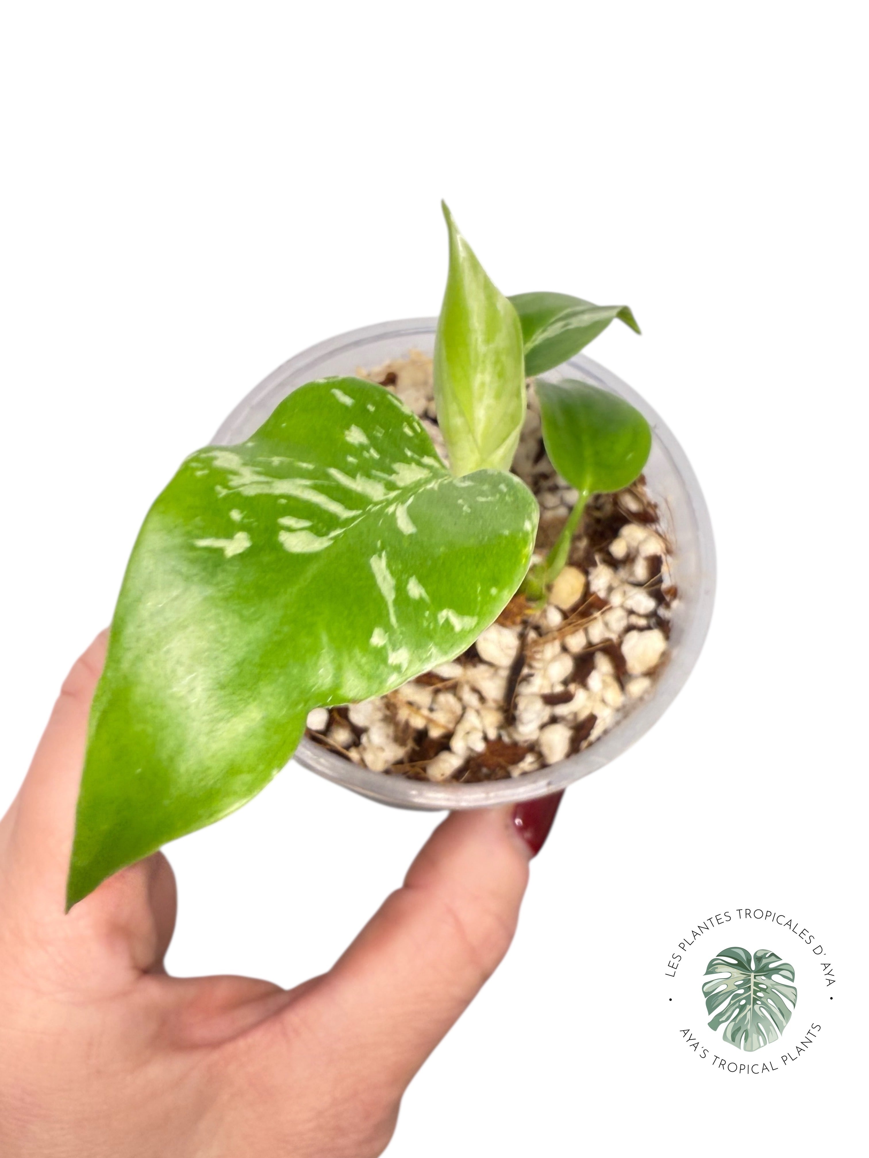 Monstera Deliciosa Bulbasaur | Rare TC Plant| Aya's Tropical Plants