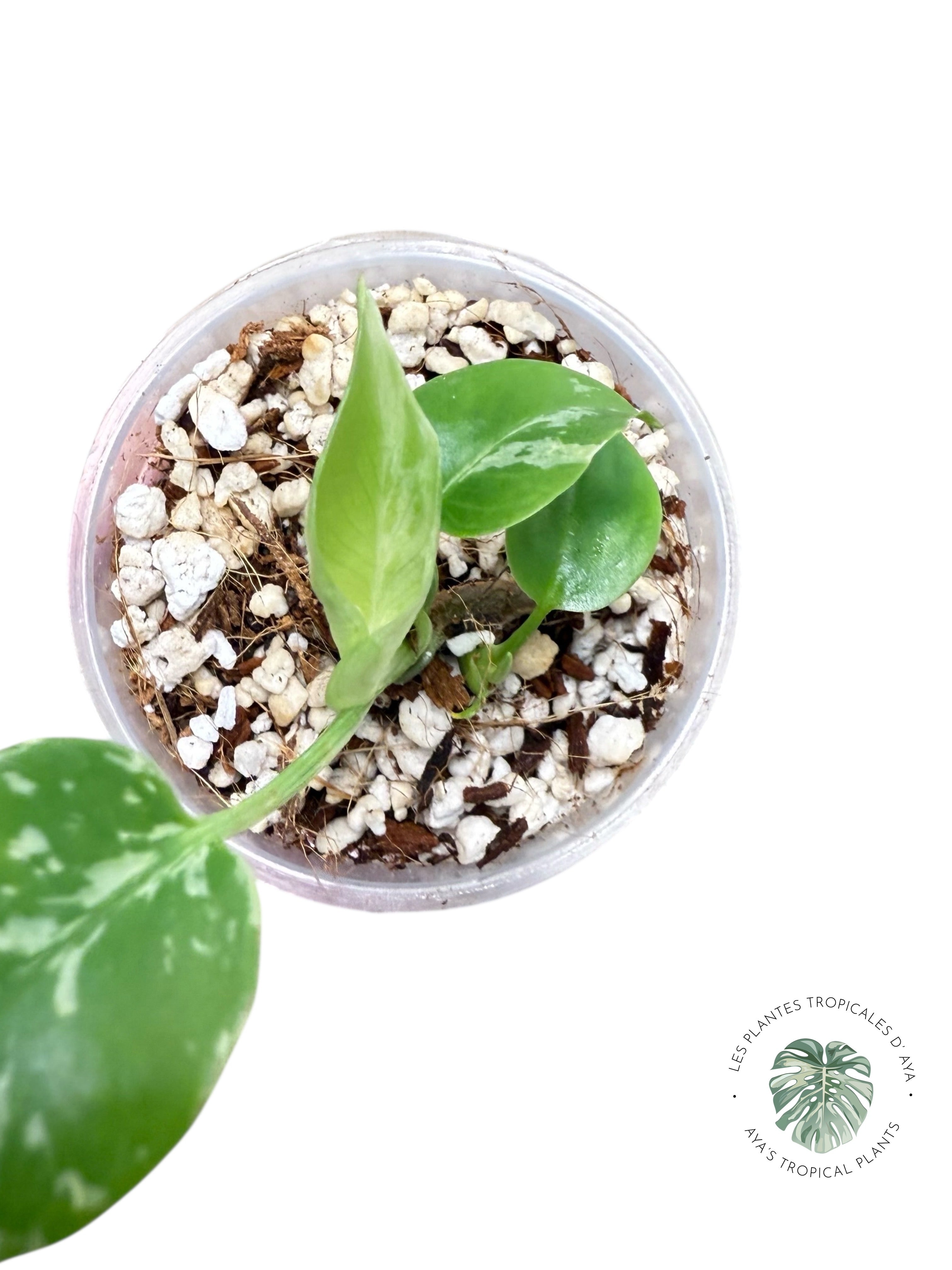 Monstera Deliciosa Bulbasaur | Rare TC Plant| Aya's Tropical Plants