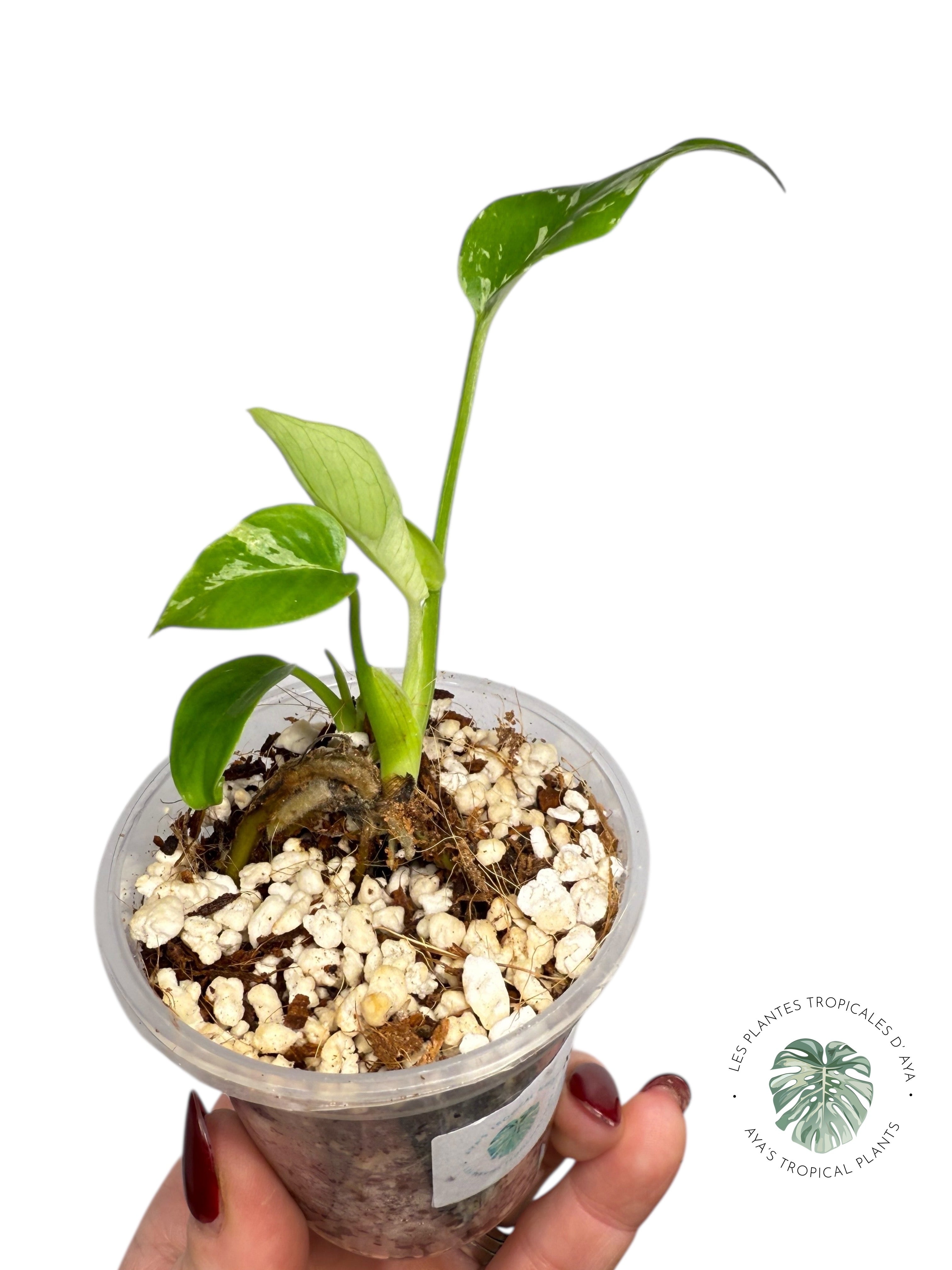 Monstera Deliciosa Bulbasaur | Rare TC Plant| Aya's Tropical Plants