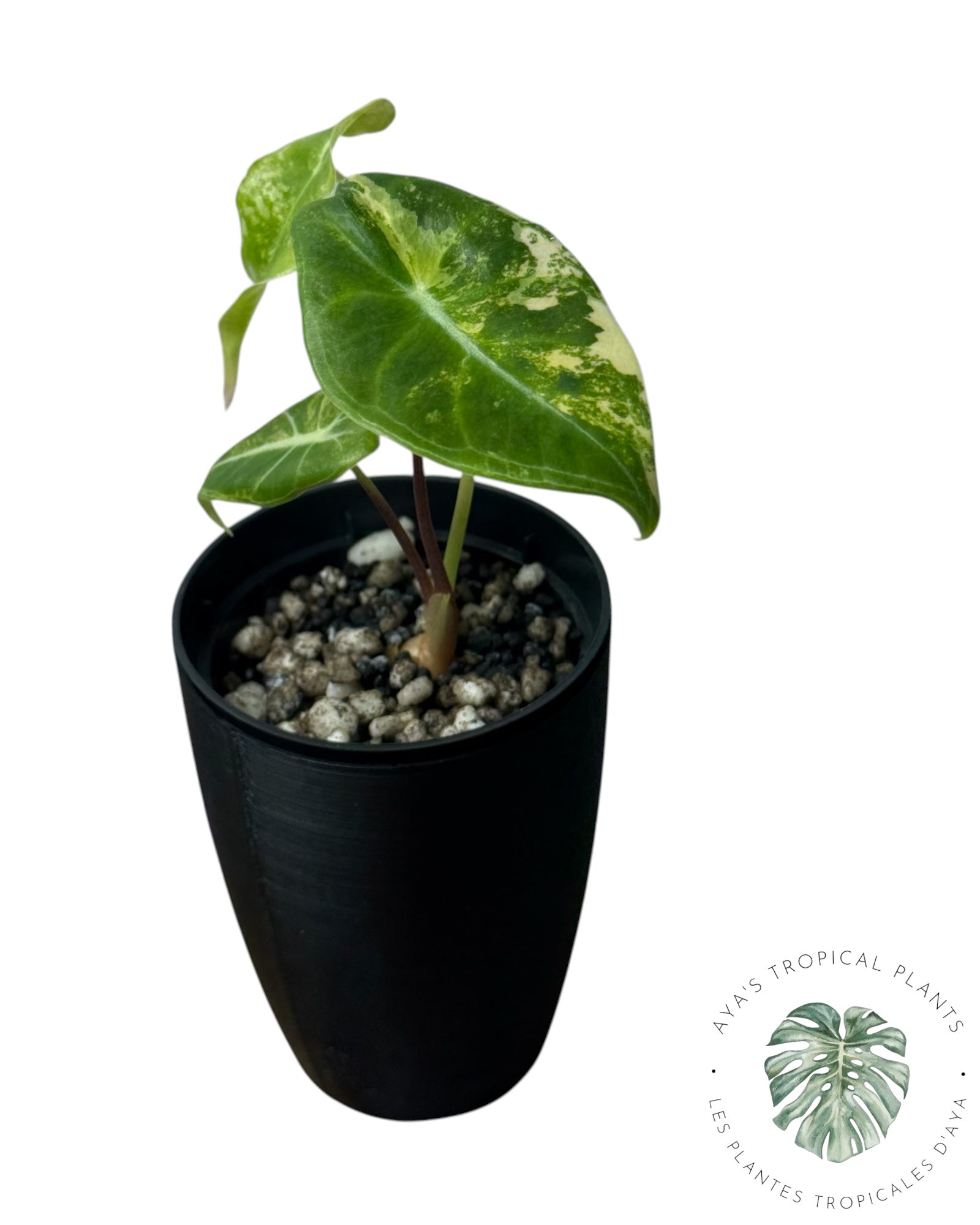 Alocasia Longiloba Grandis Aurea Panaché