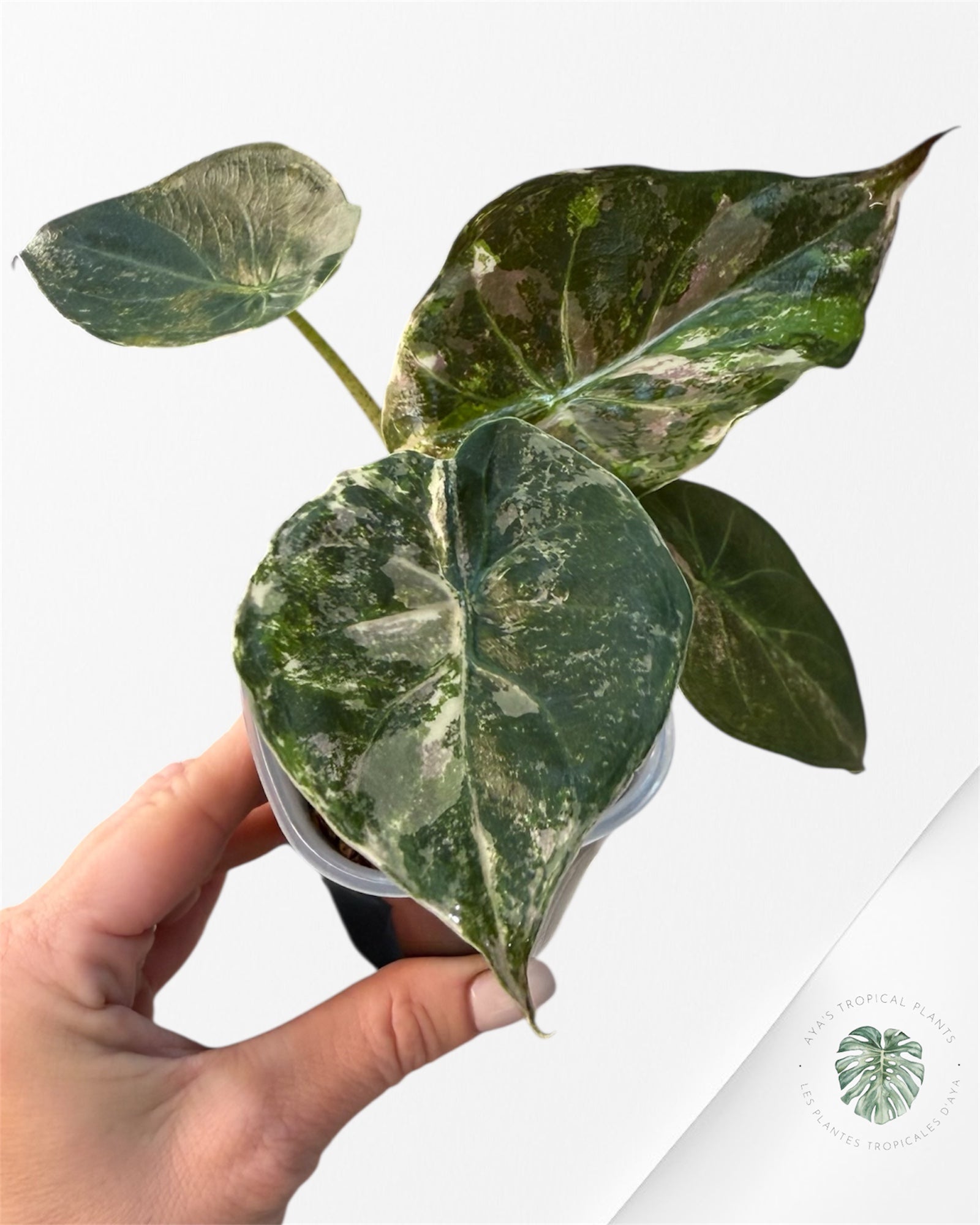 Alocasia Wentii Albo Pink Variegated