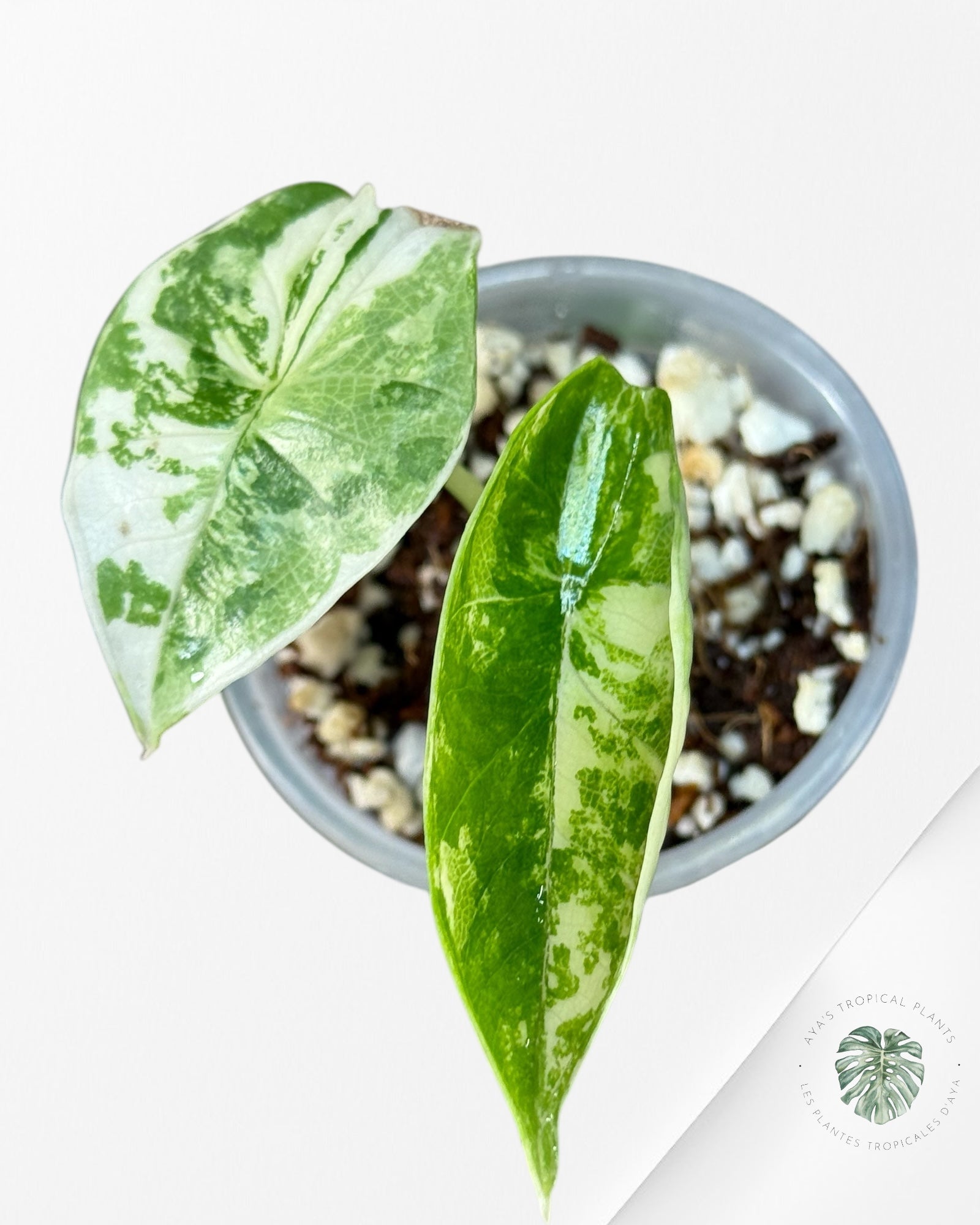 Alocasia Bisma sp. 'Platinum' Albo Variegated - 2612