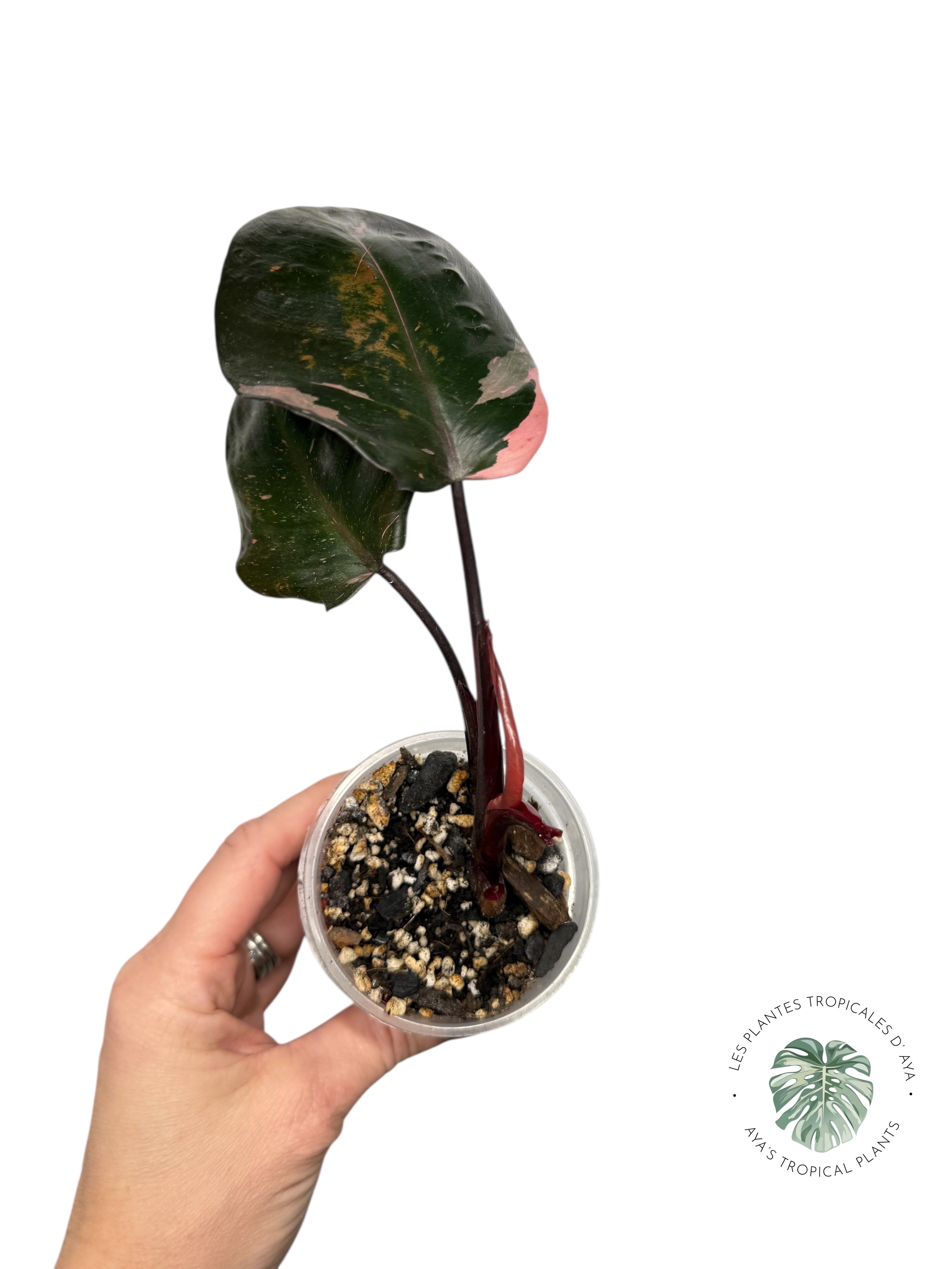 Philodendron 'Pink Princess' Marble King | Aracée | Plantes tropicales d'Aya