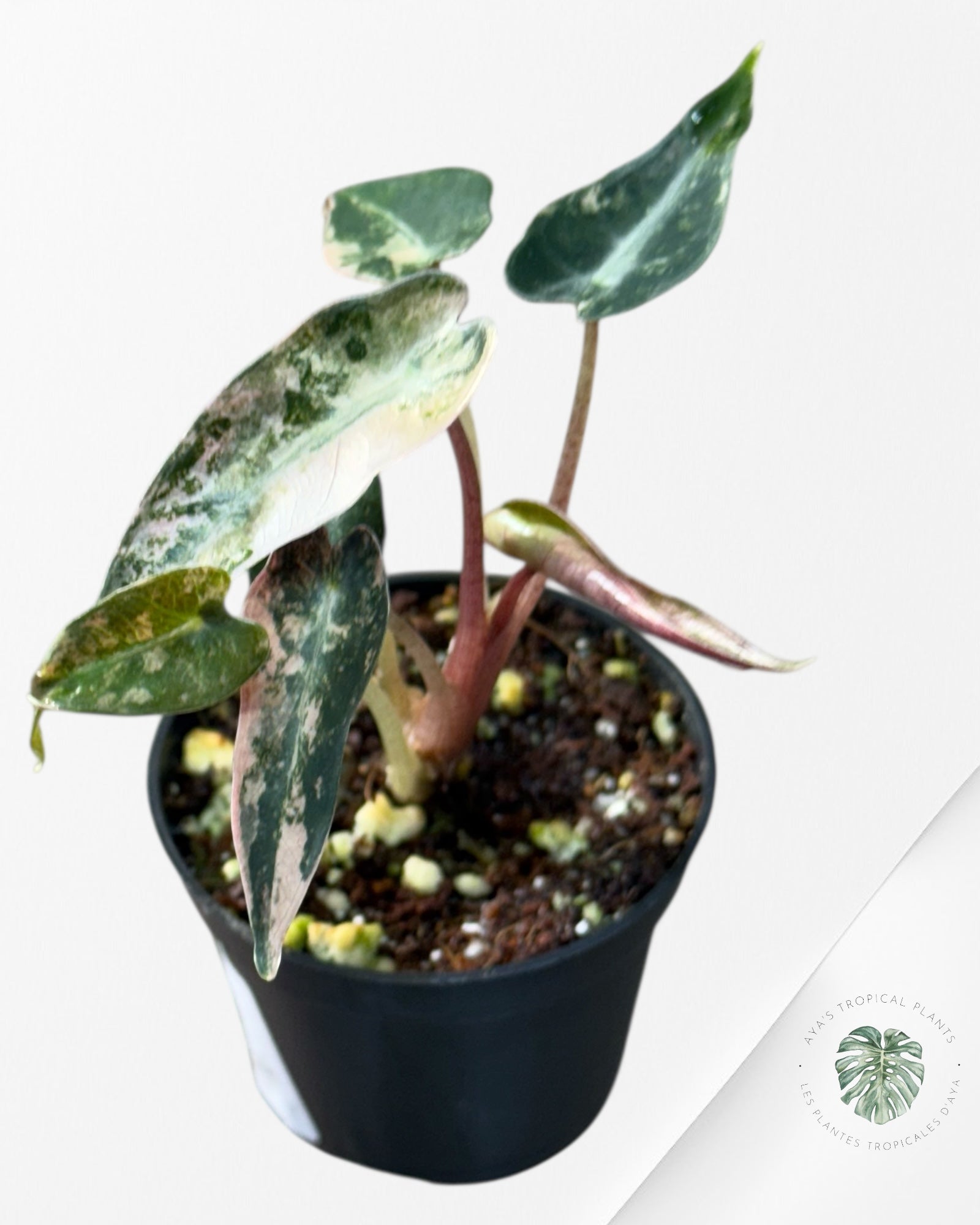 Alocasia Bambino Variegated (Aurea) - TC15