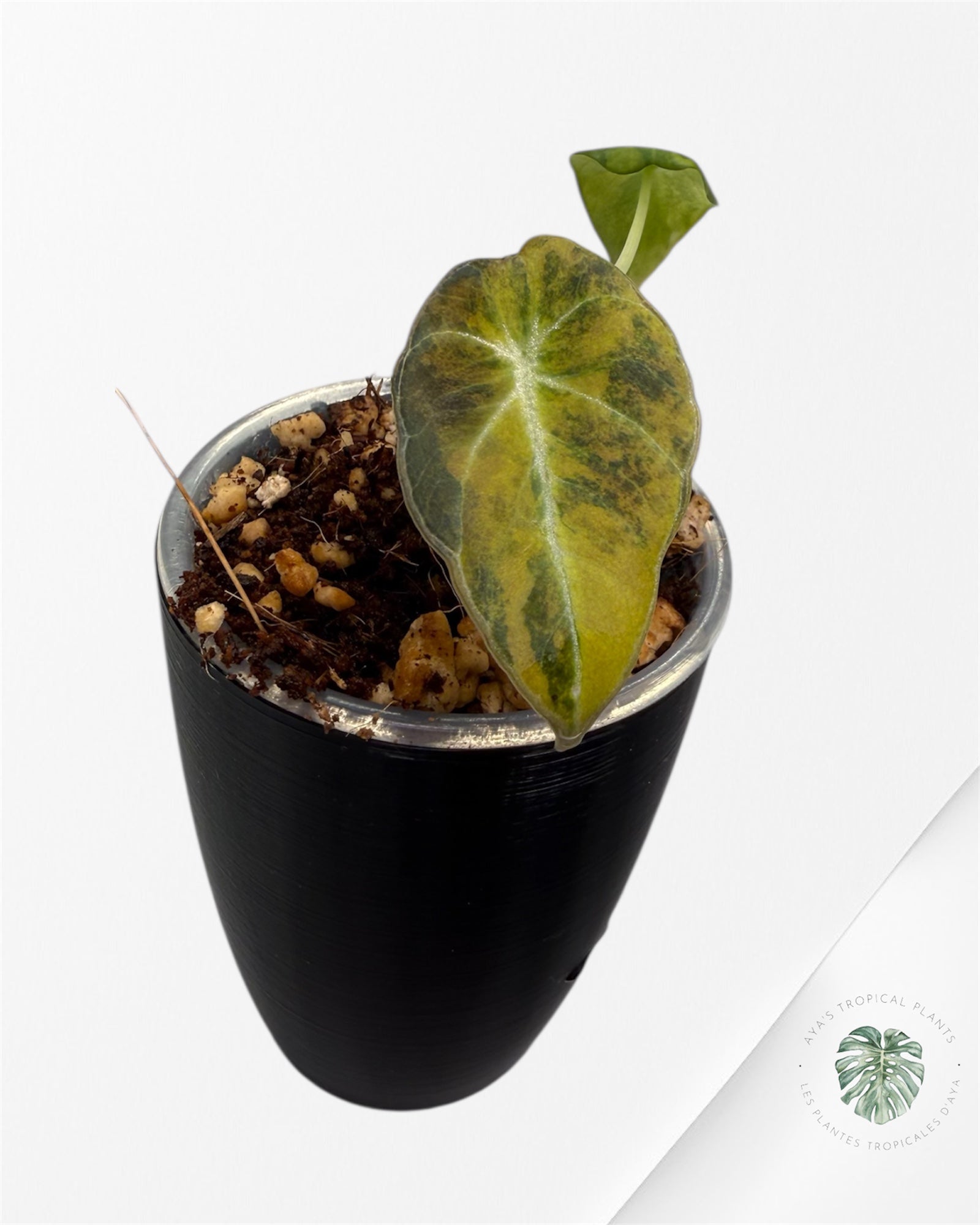 Alocasia Black Velvet Aurea Variegated