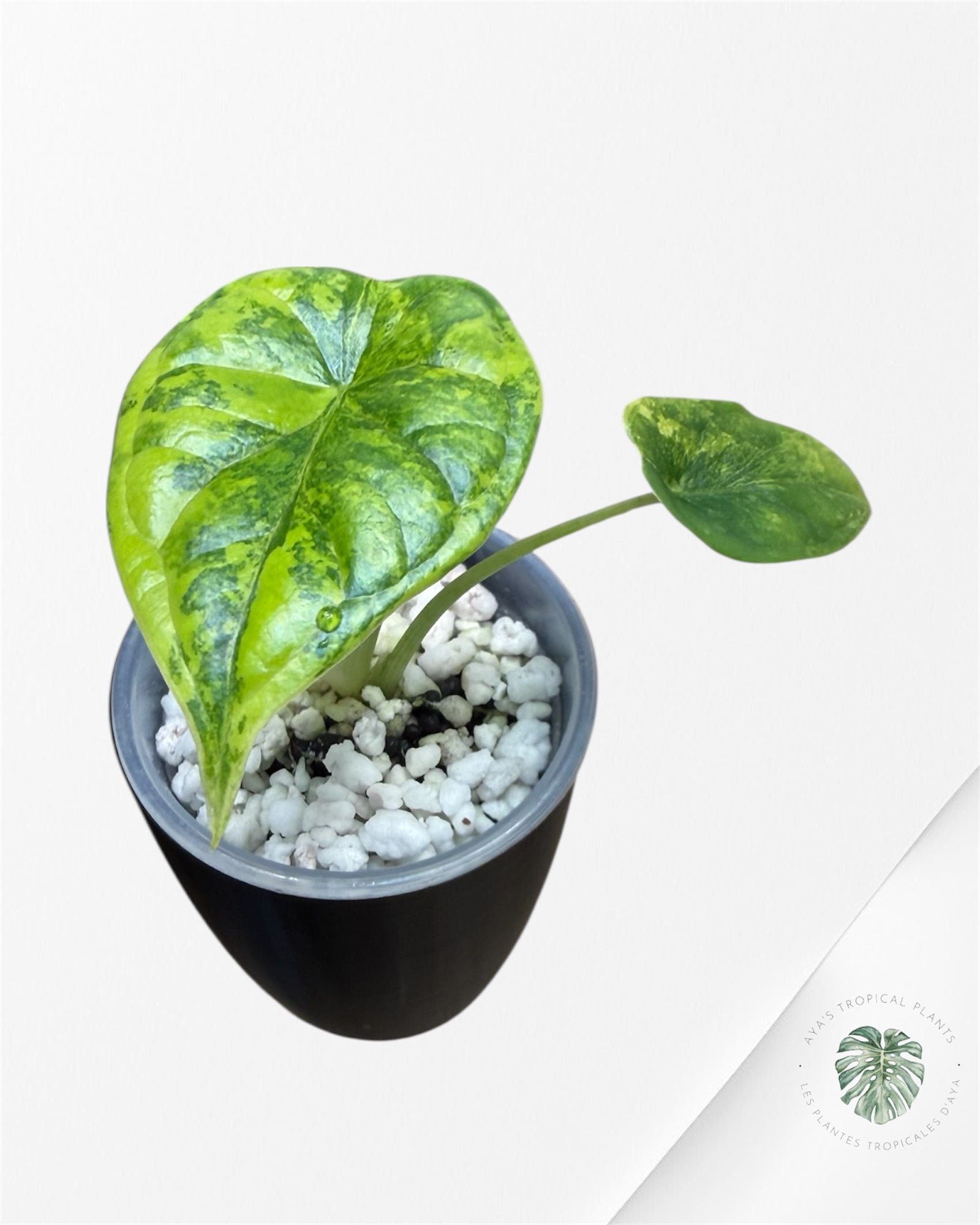 Alocasia Dragon Scale Aurea Variegated