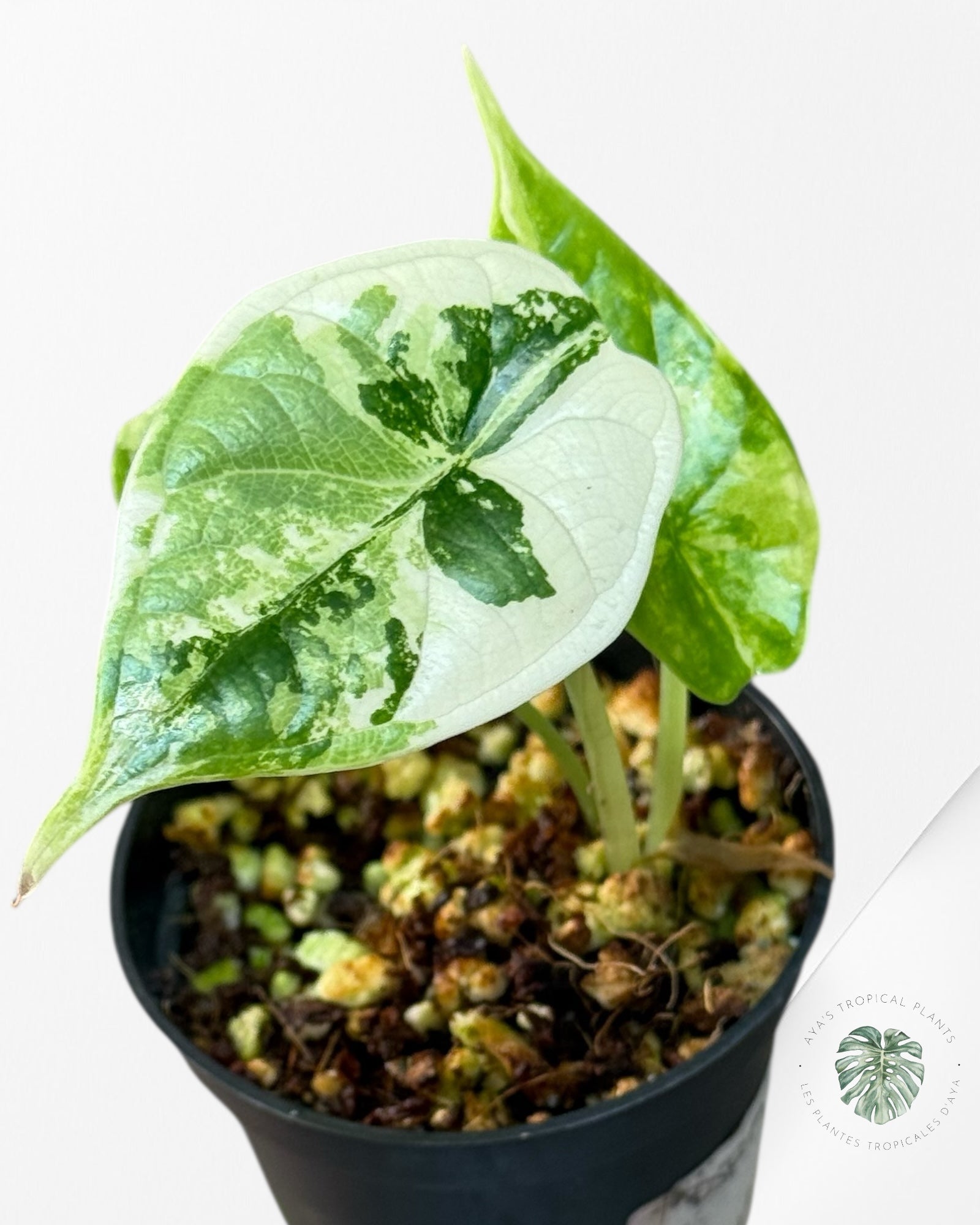 Alocasia Dragon Scale Variegated Aurea -HH