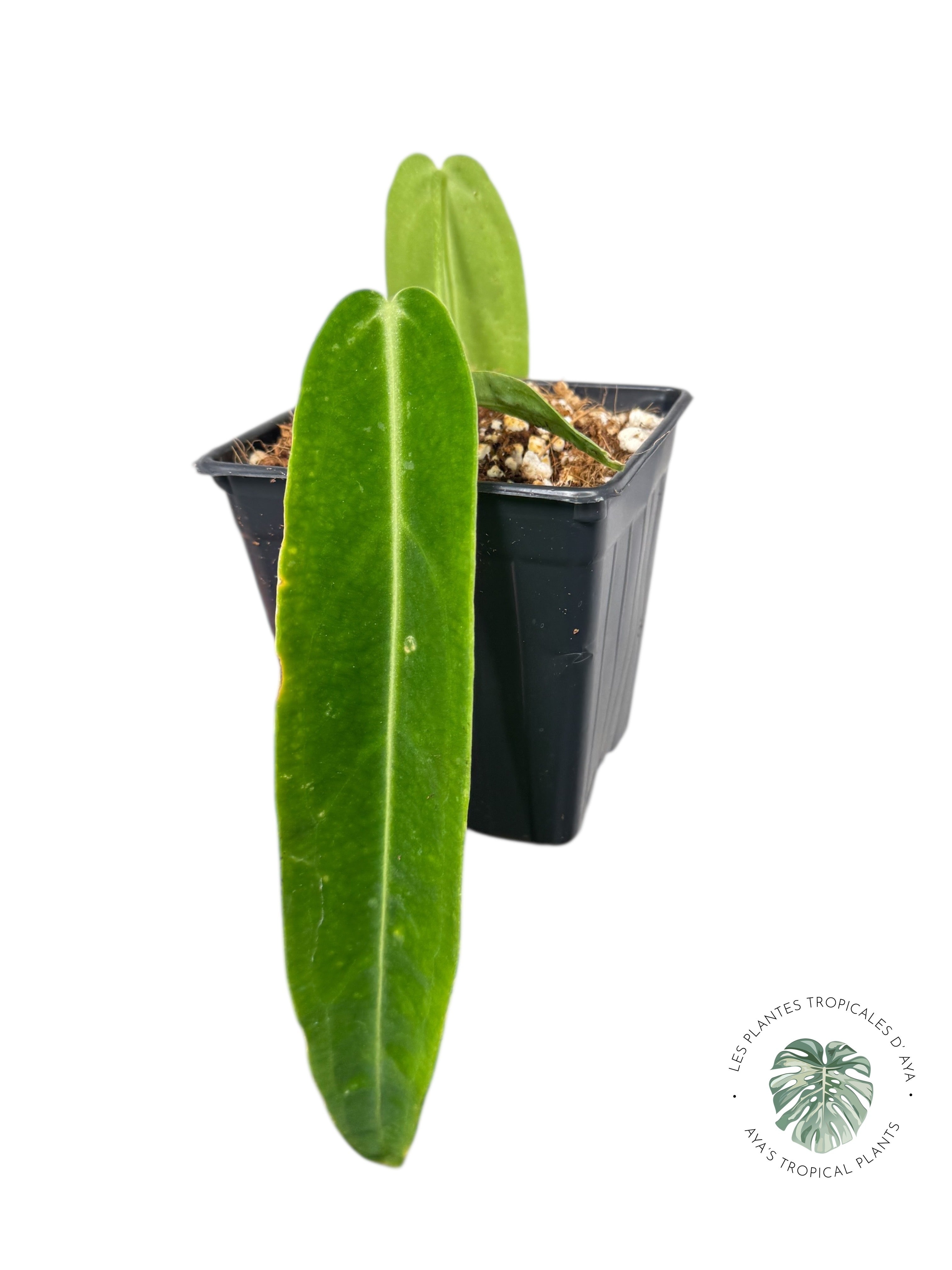 Anthurium Warocqueanum | Aroïde rare| Les plantes tropicales d'Aya