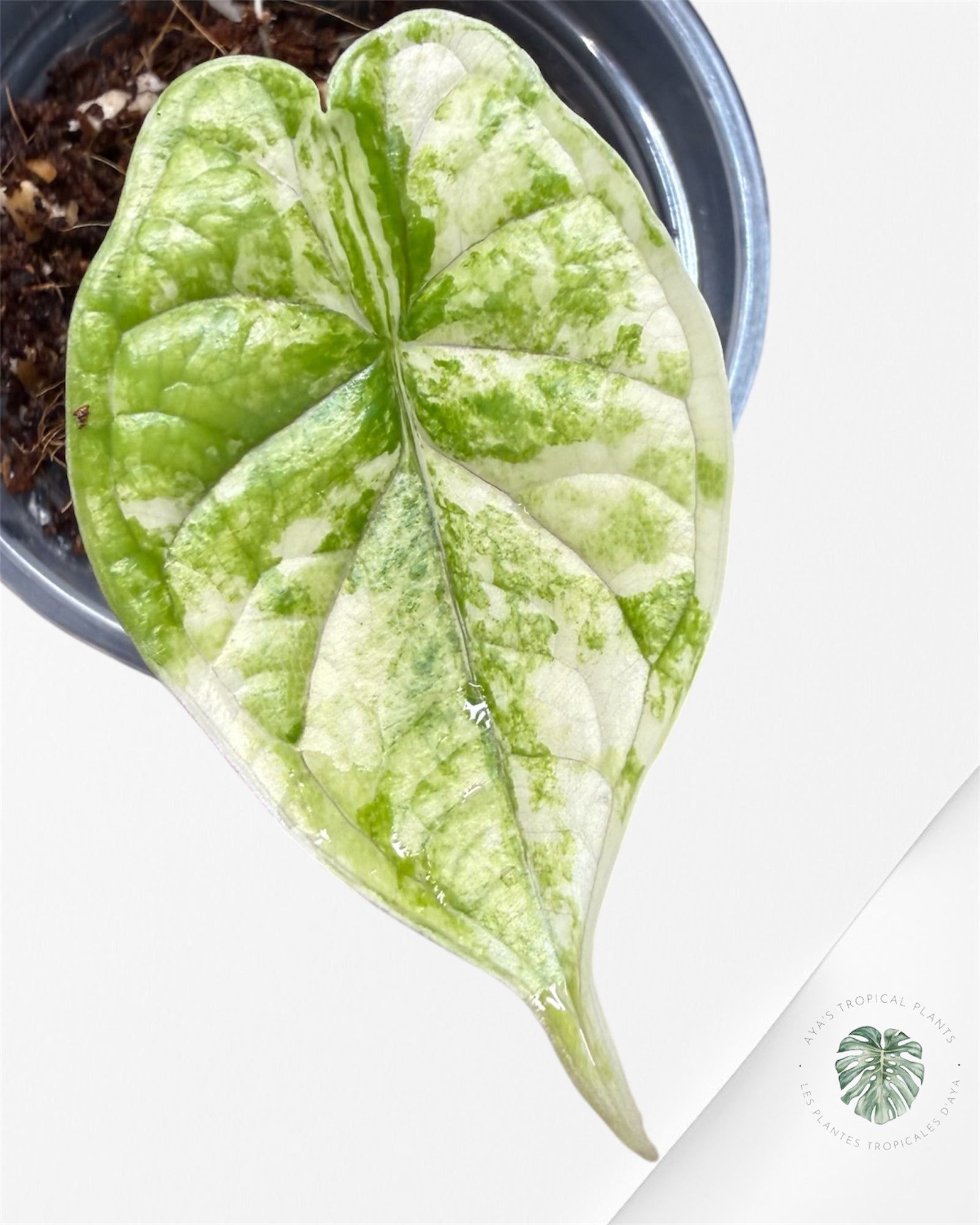 Alocasia Dragon Scale Albo Variegated (A Grade)