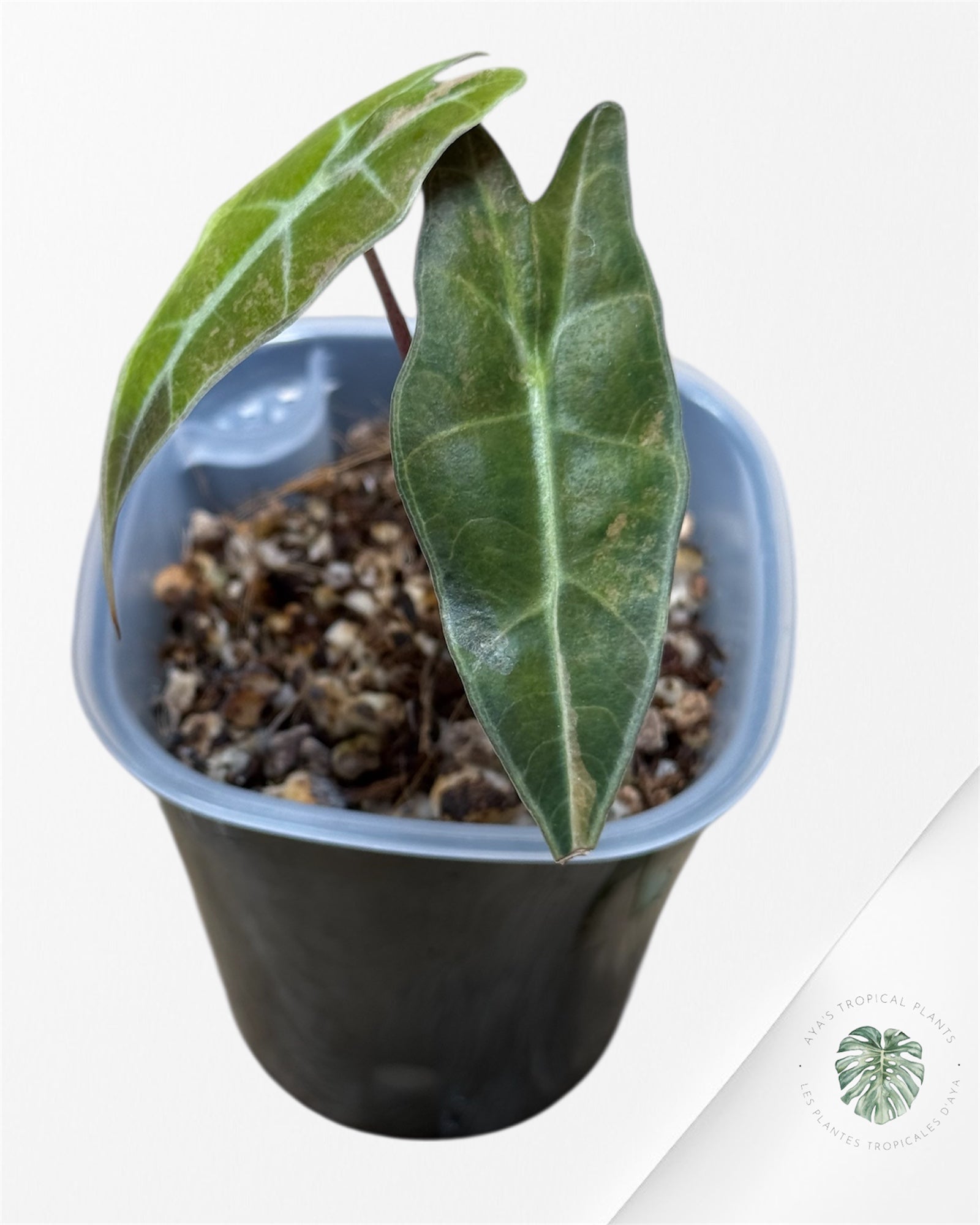 Alocasia Sanderiana ‘Bull’ Aurea Variegated