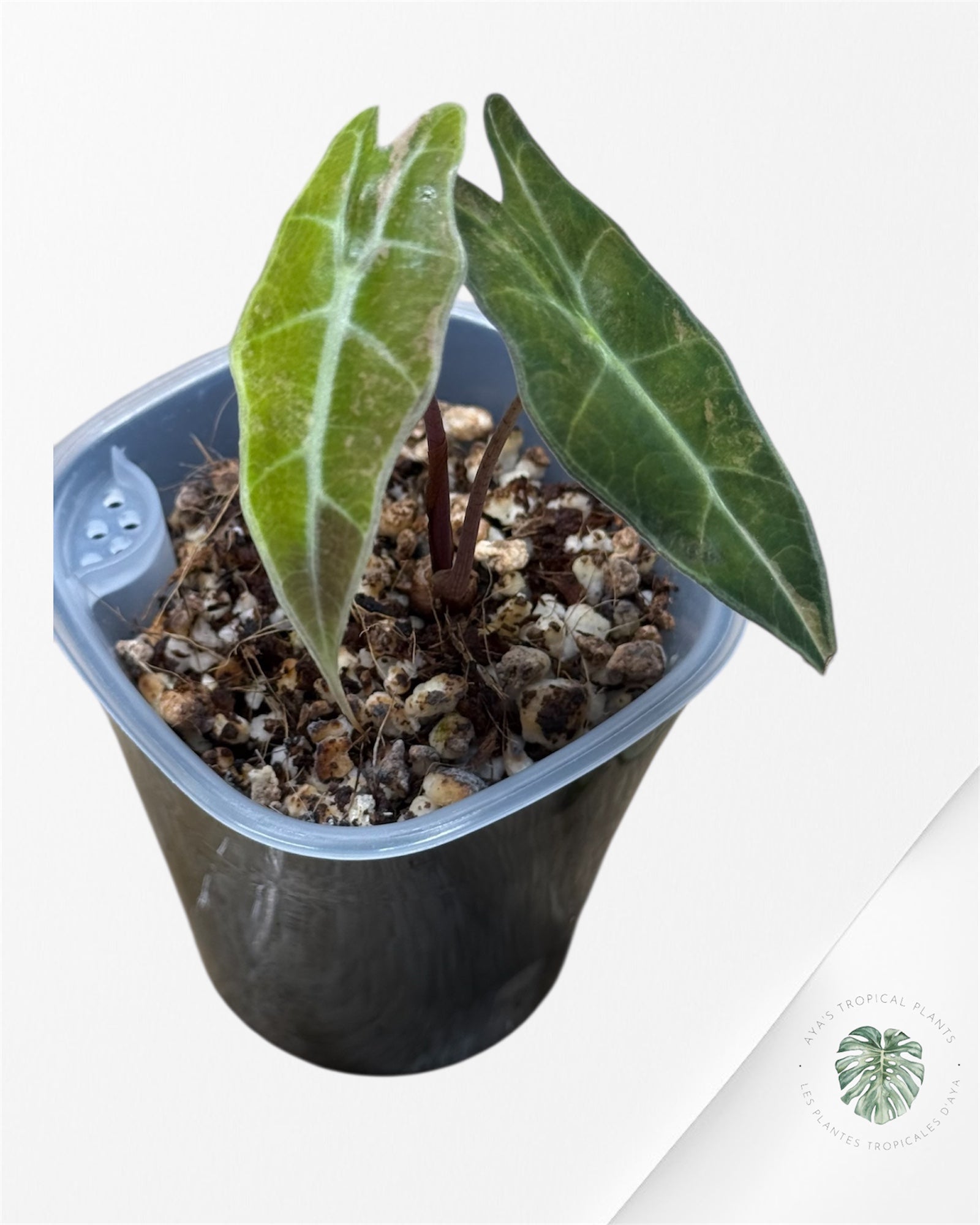 Alocasia Sanderiana ‘Bull’ Aurea Variegated