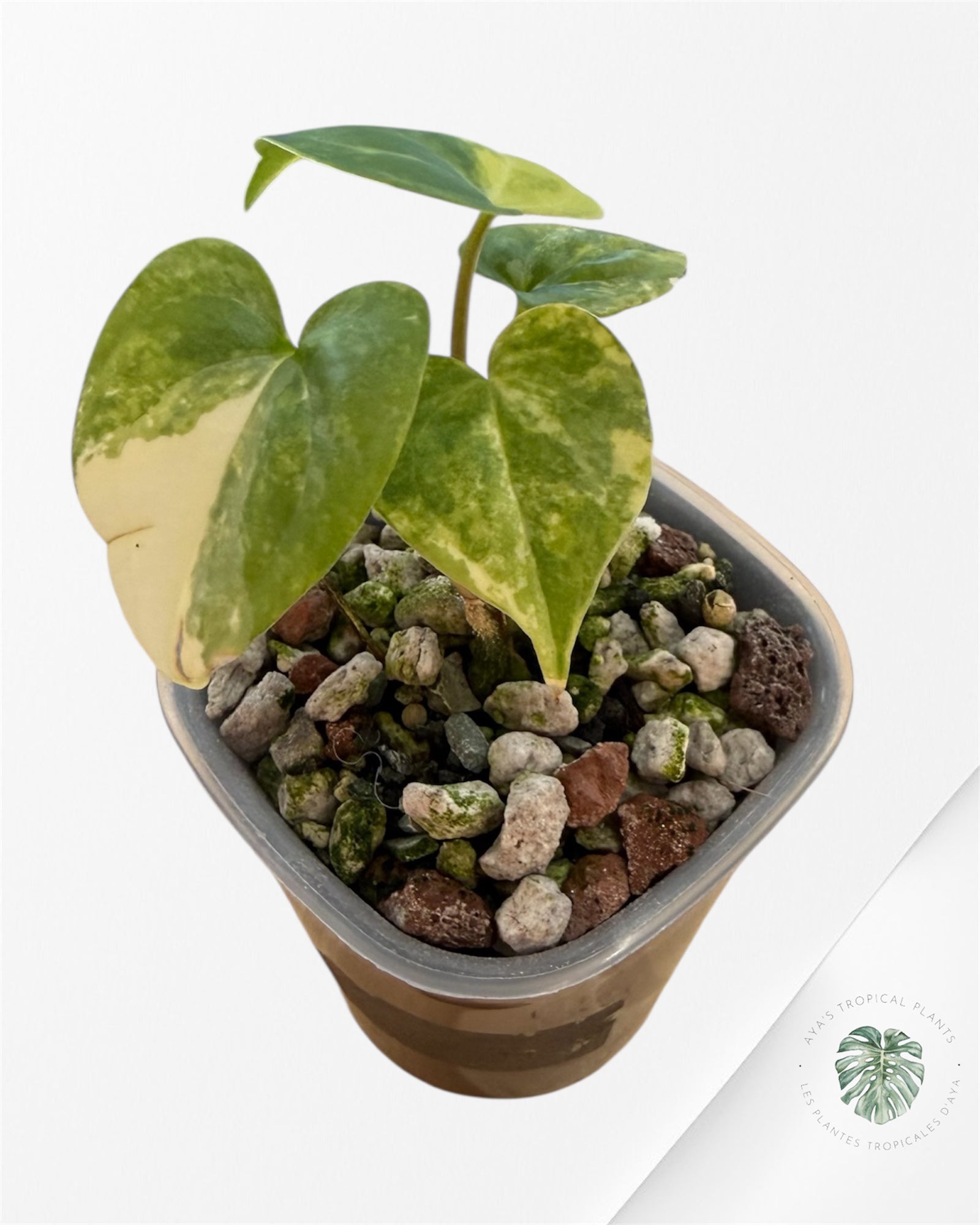 Anthurium Clarinervium Aurea Variegated