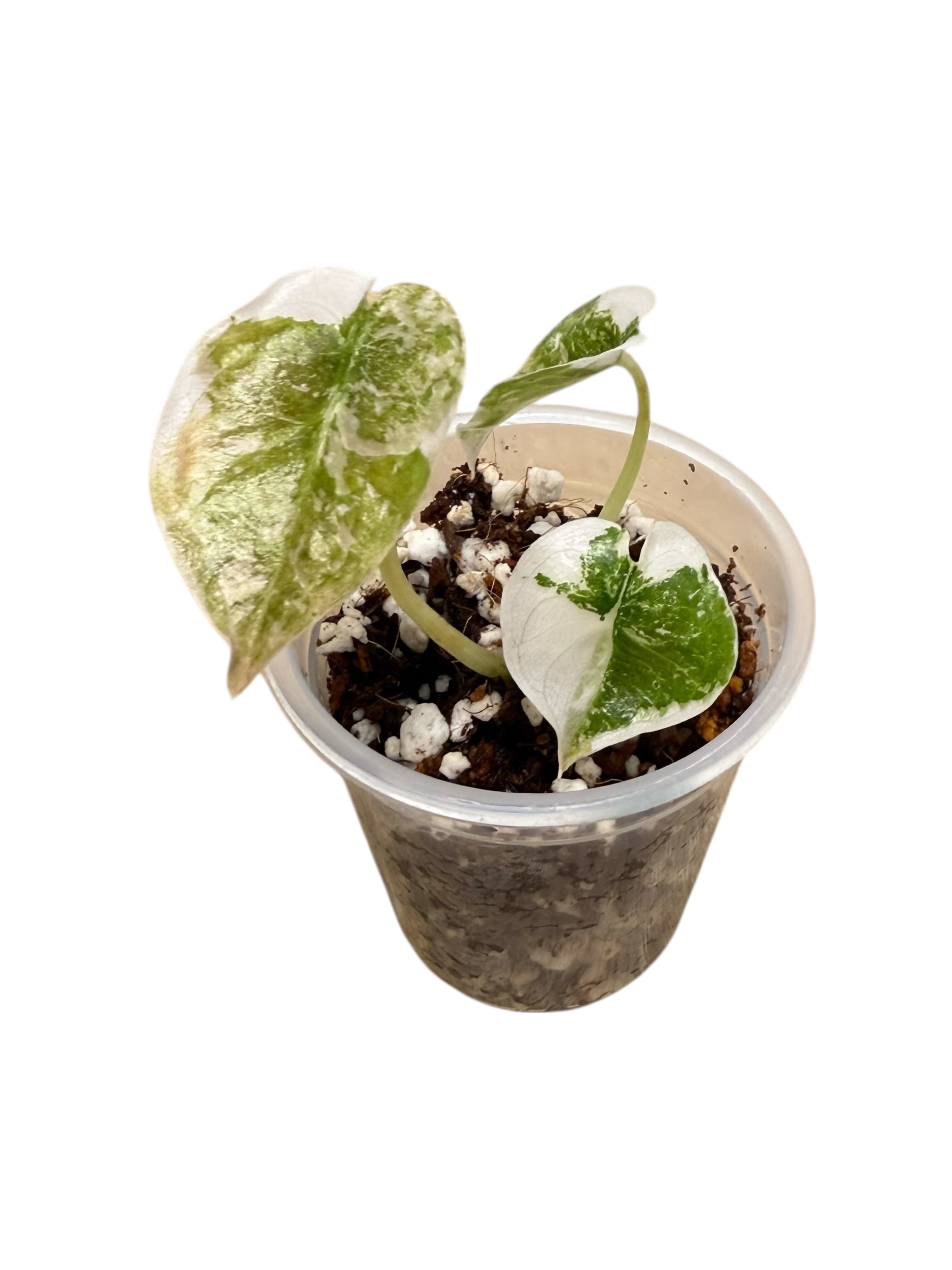 Alocasia Cuprea Pink Variegated | Rare TC Plant| Aya's Tropical Plants