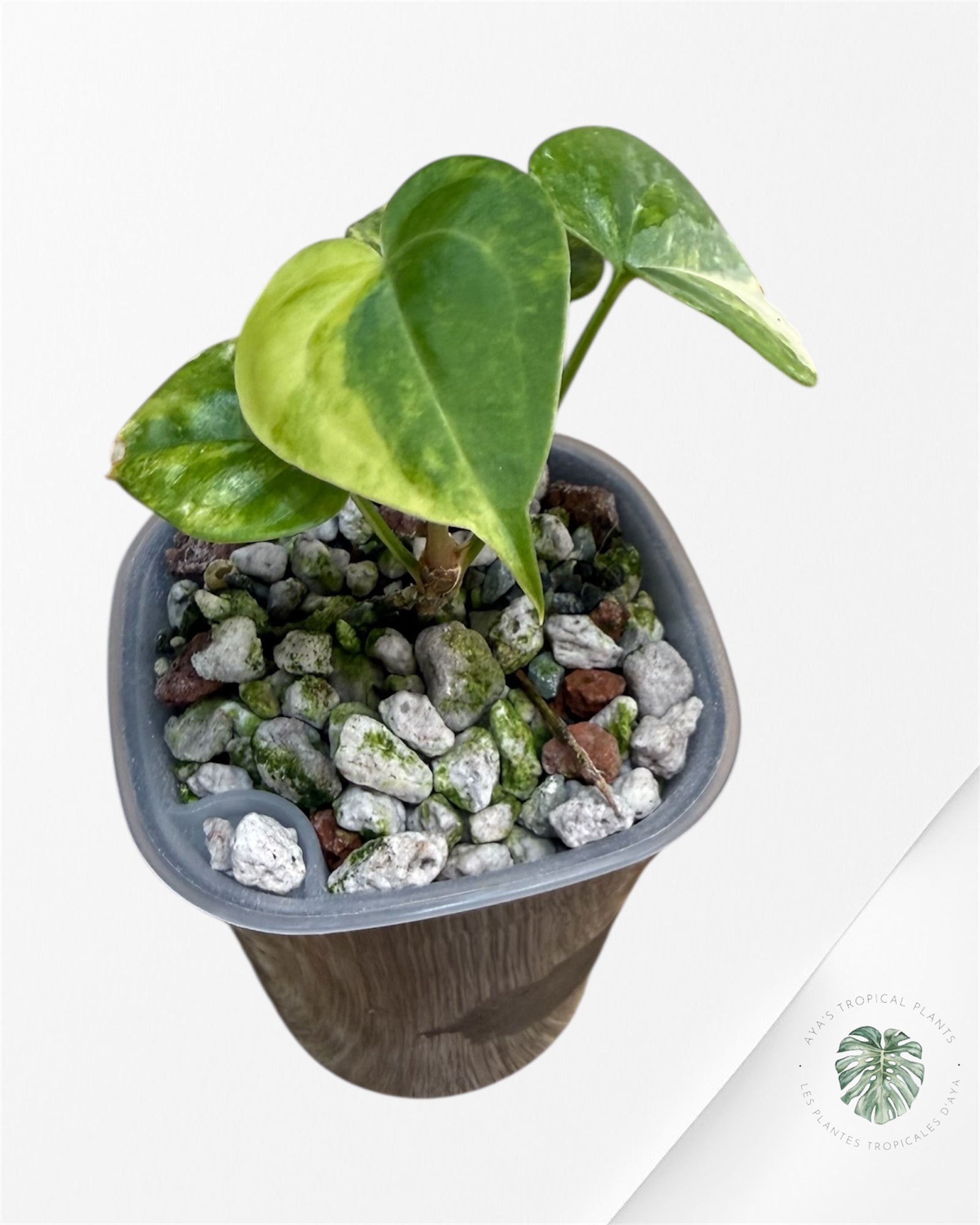 Anthurium Clarinervium Aurea Variegated