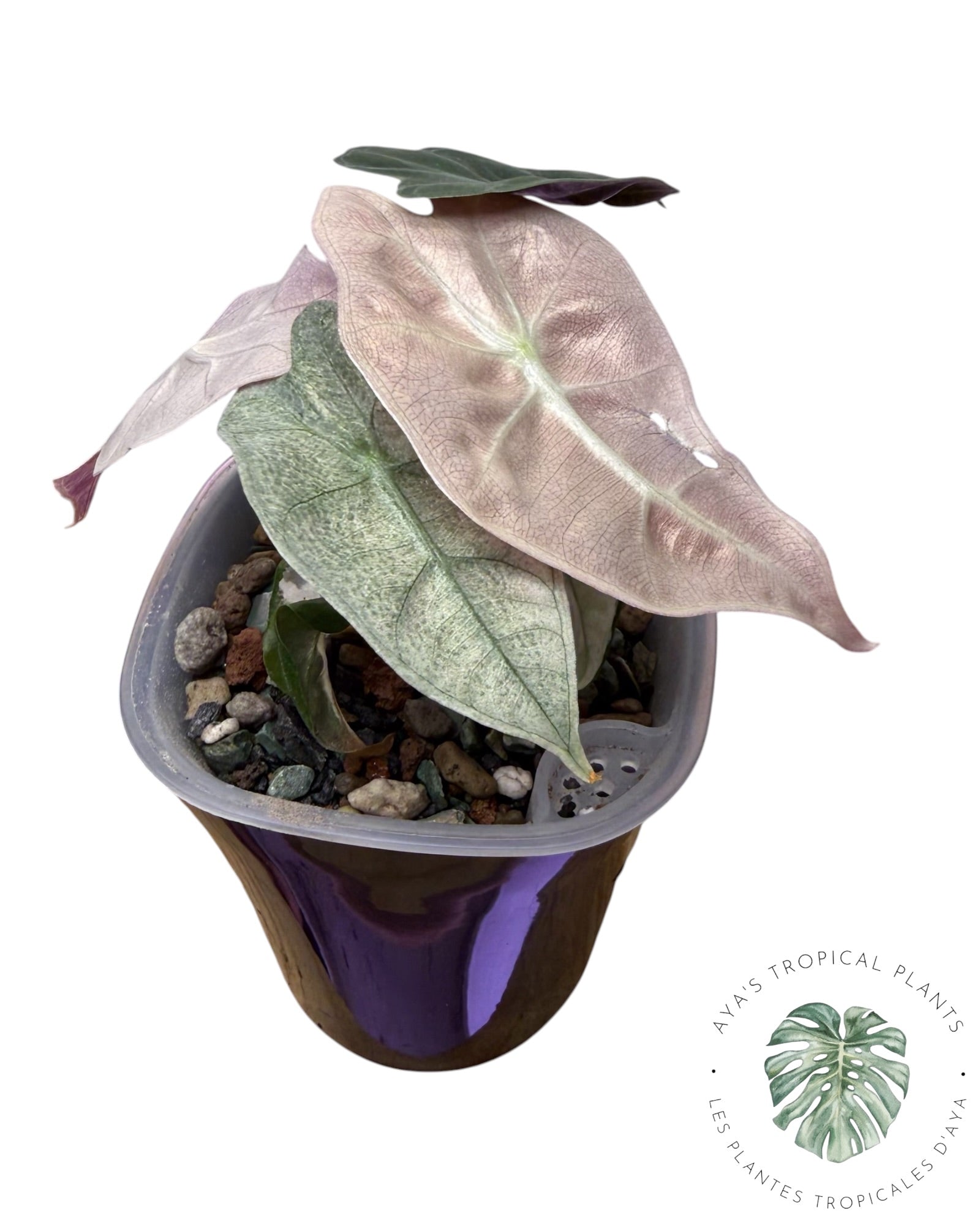 Alocasia Polly Lava Variegated