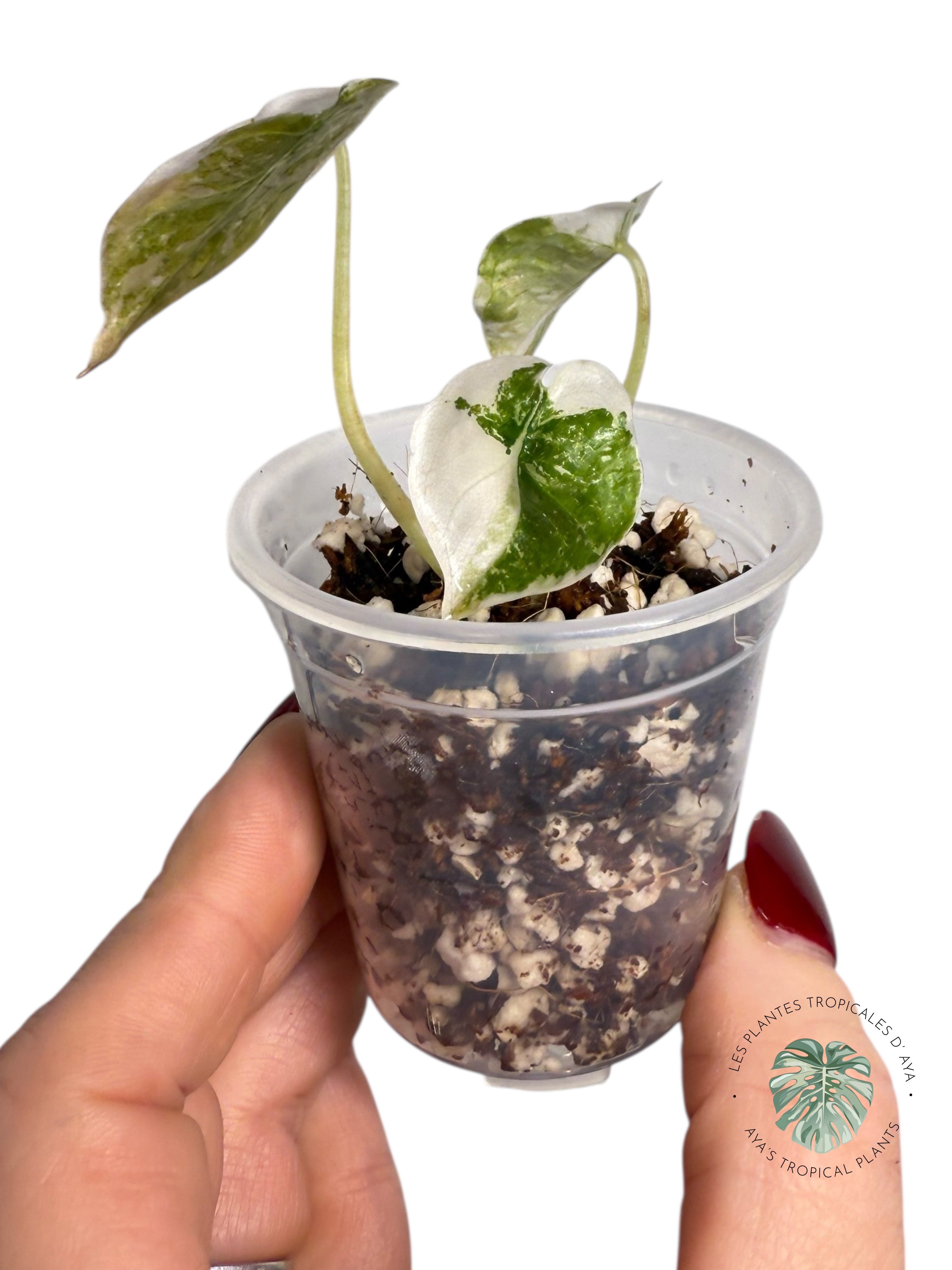 Alocasia Cuprea Pink Variegated | Rare TC Plant| Aya's Tropical Plants