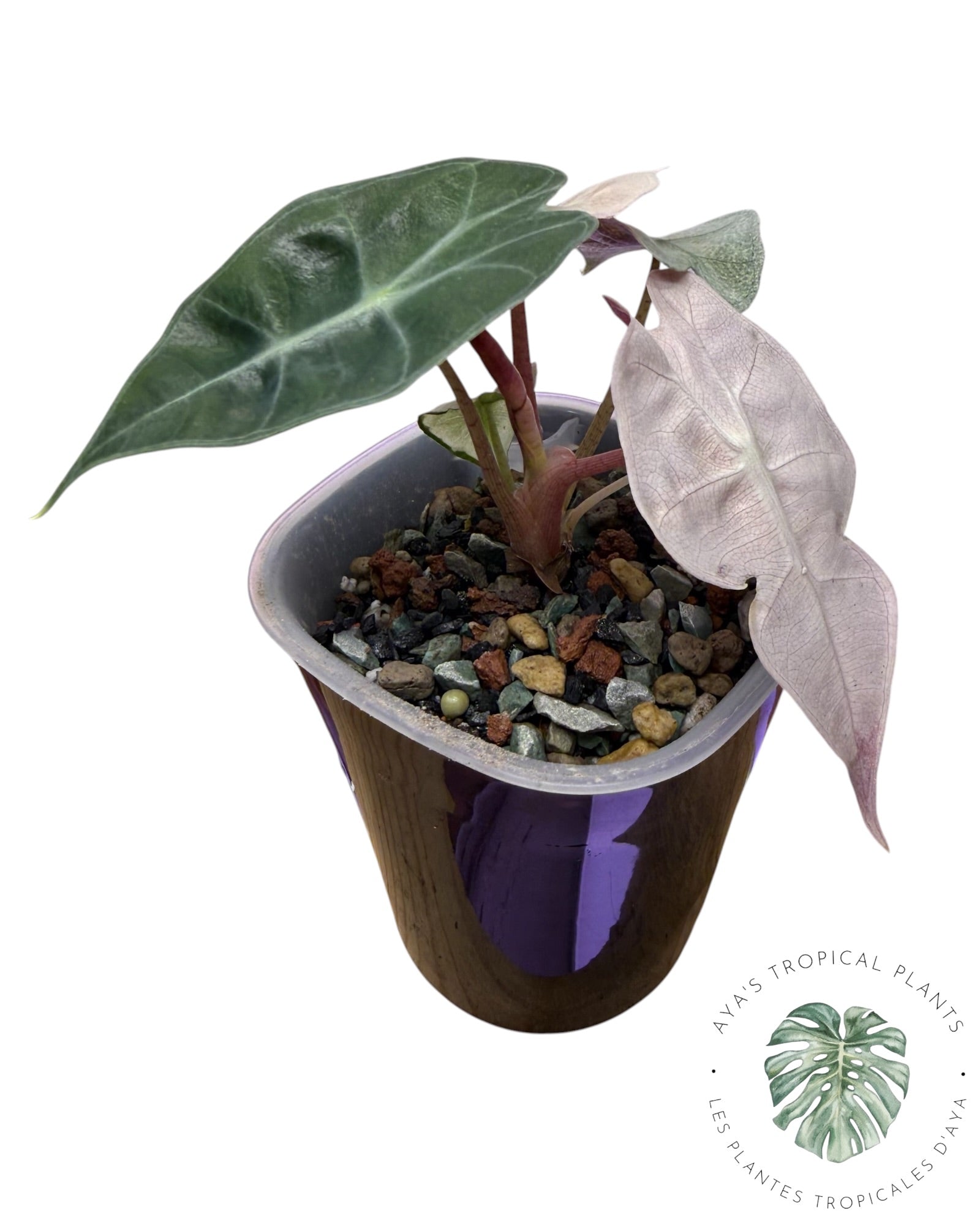 Alocasia Polly Lava Variegated