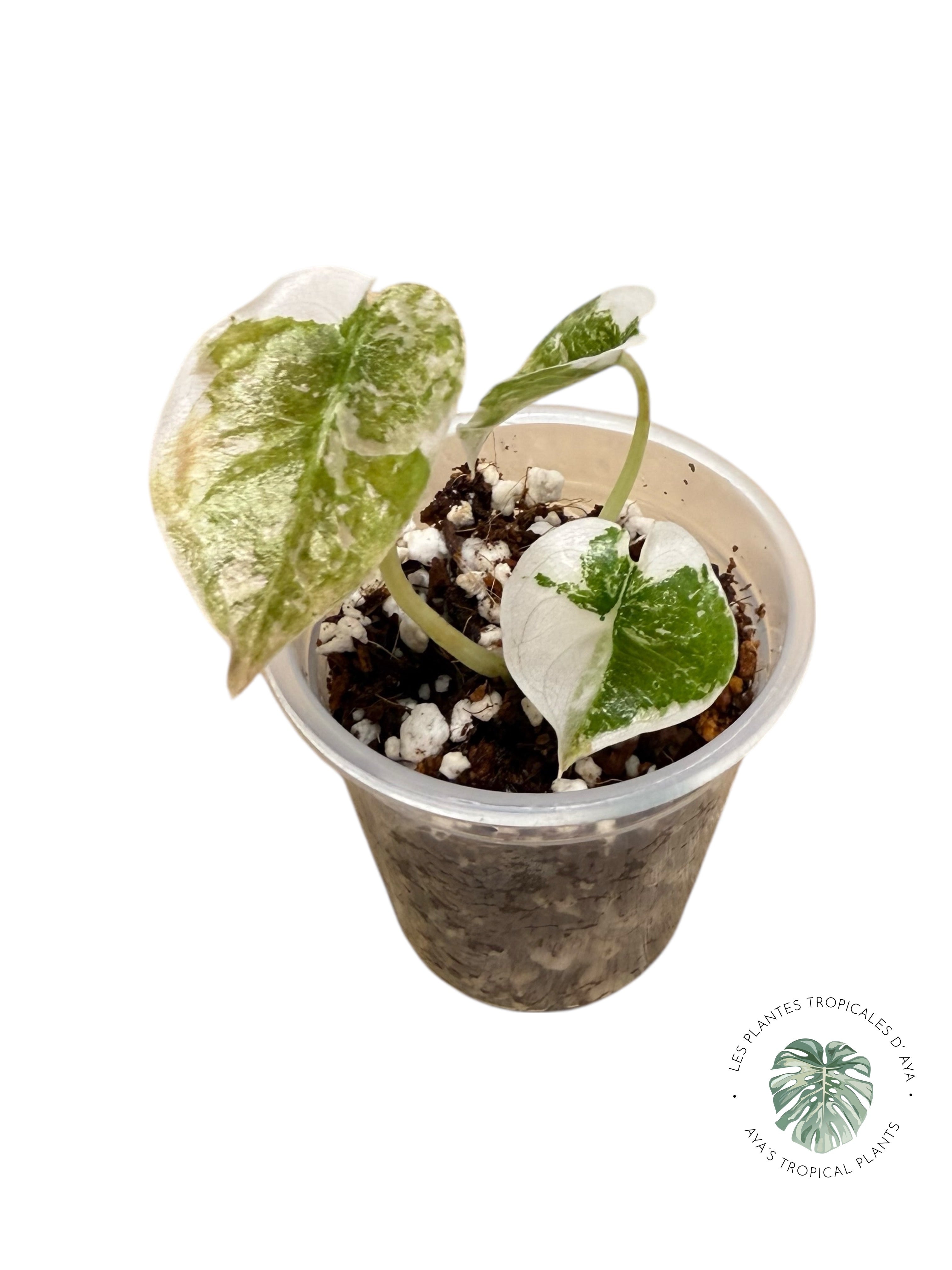 Alocasia Cuprea Pink Variegated | Rare TC Plant| Aya's Tropical Plants