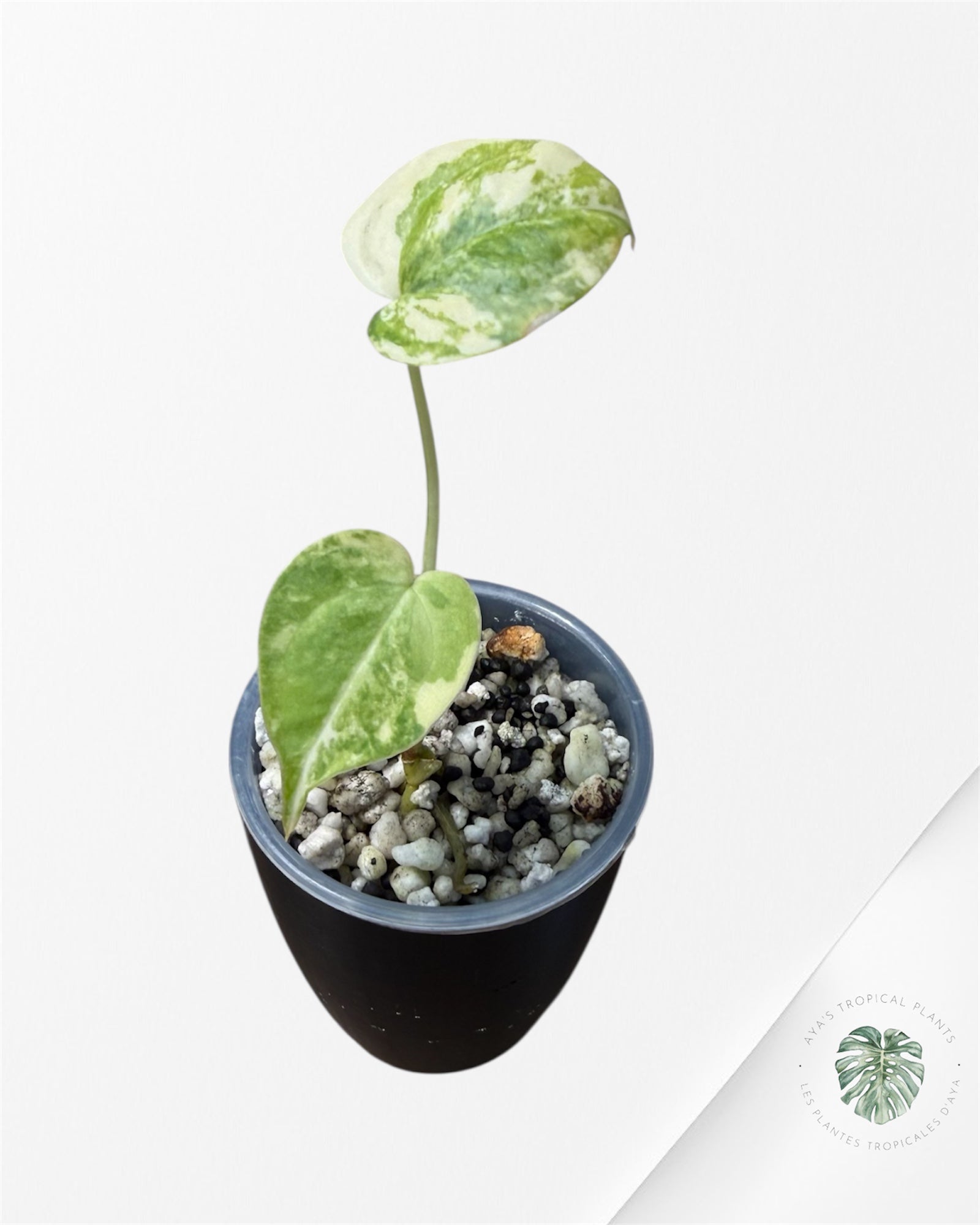 Anthurium Clarinervium Aurea Variegated