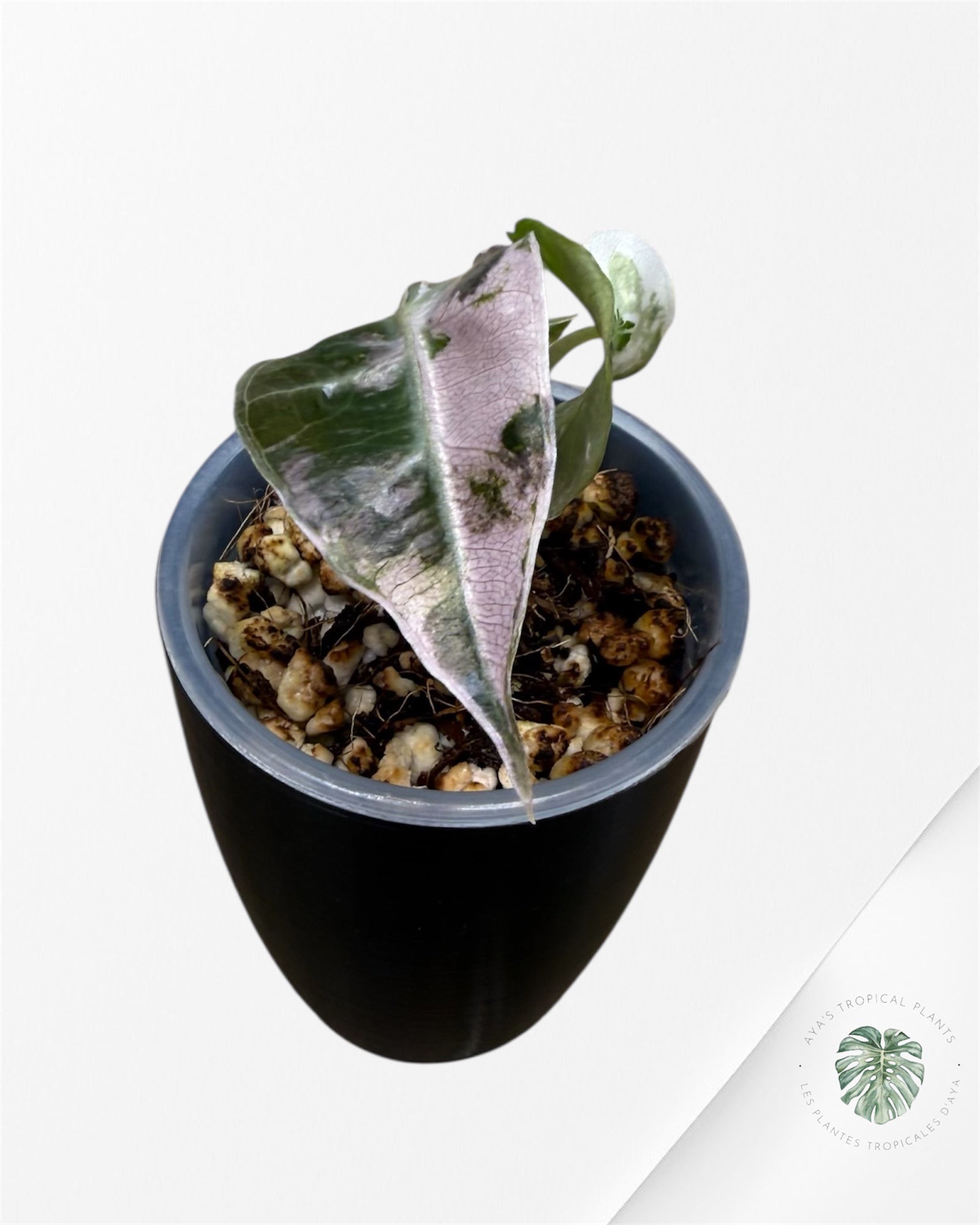 Alocasia Polly Pink Variegated