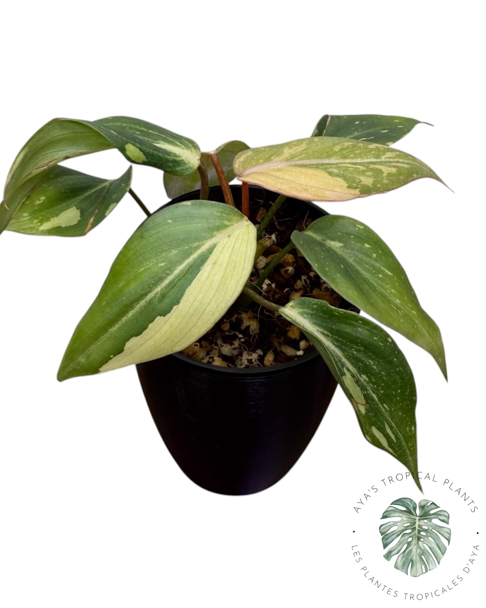 Philodendron Gloriosum Tricolor Variegated