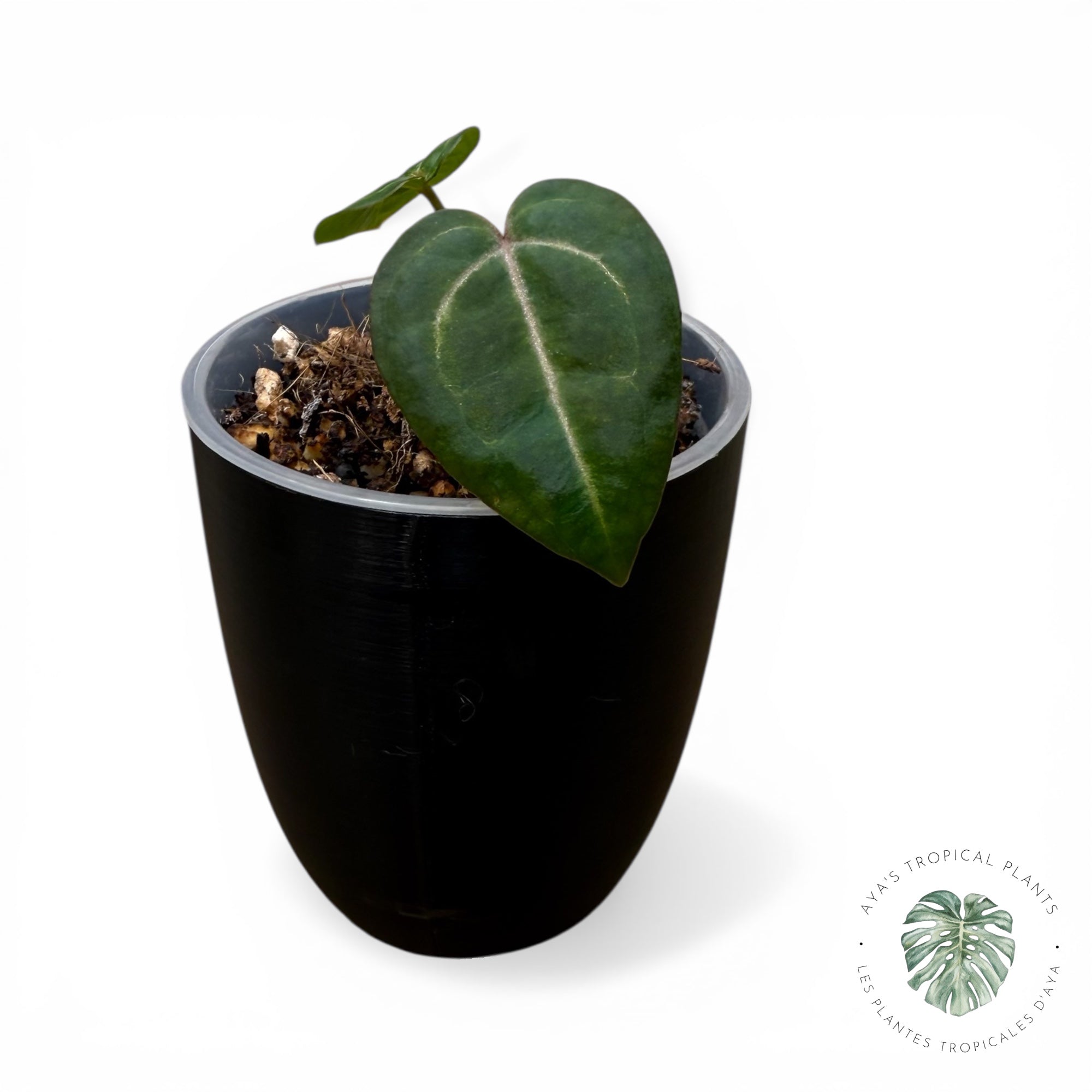 Anthurium Wonderboy (Copie)