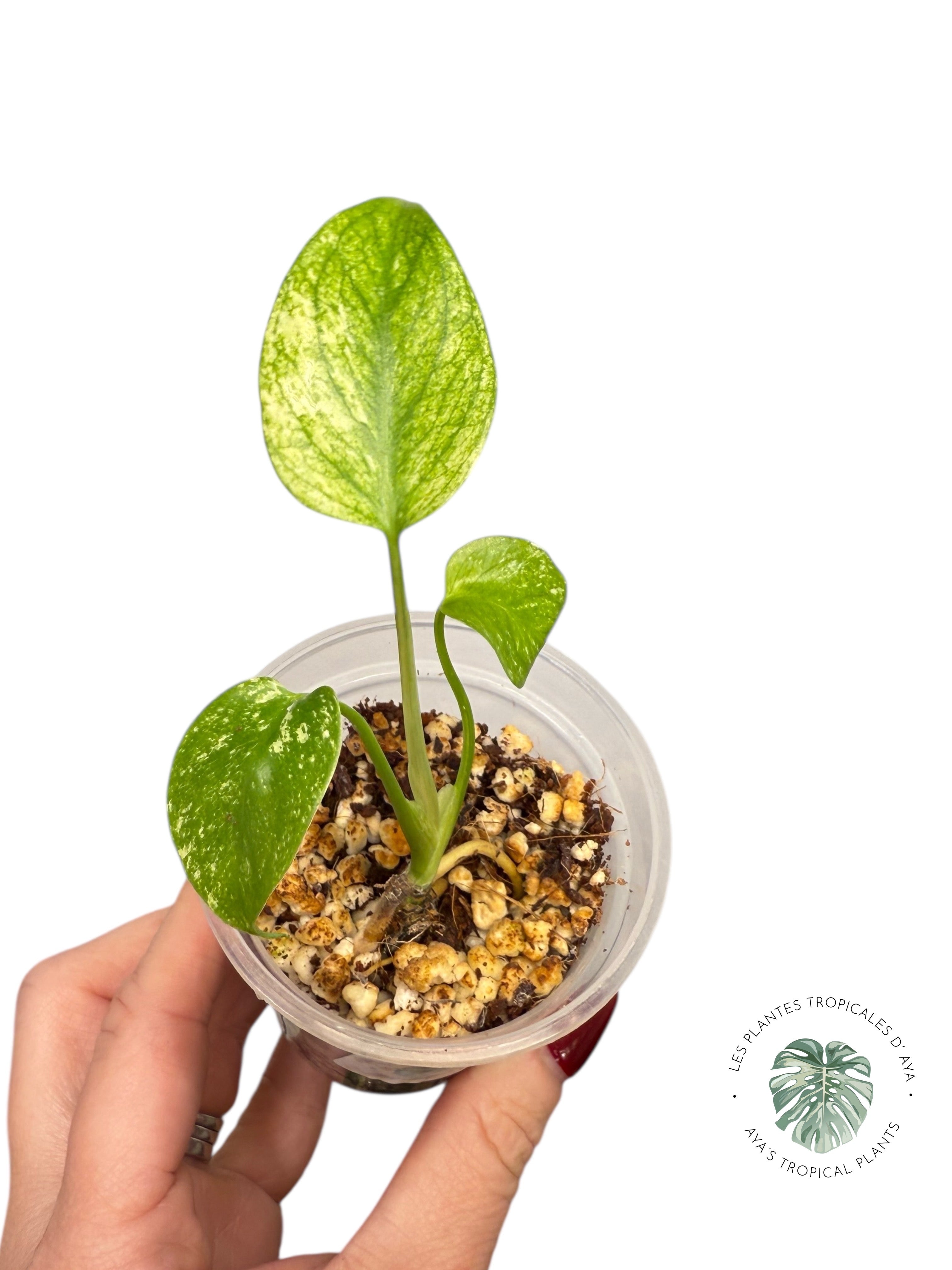 Monstera Mint| Rare TC Plant | Aya's Tropical Plants