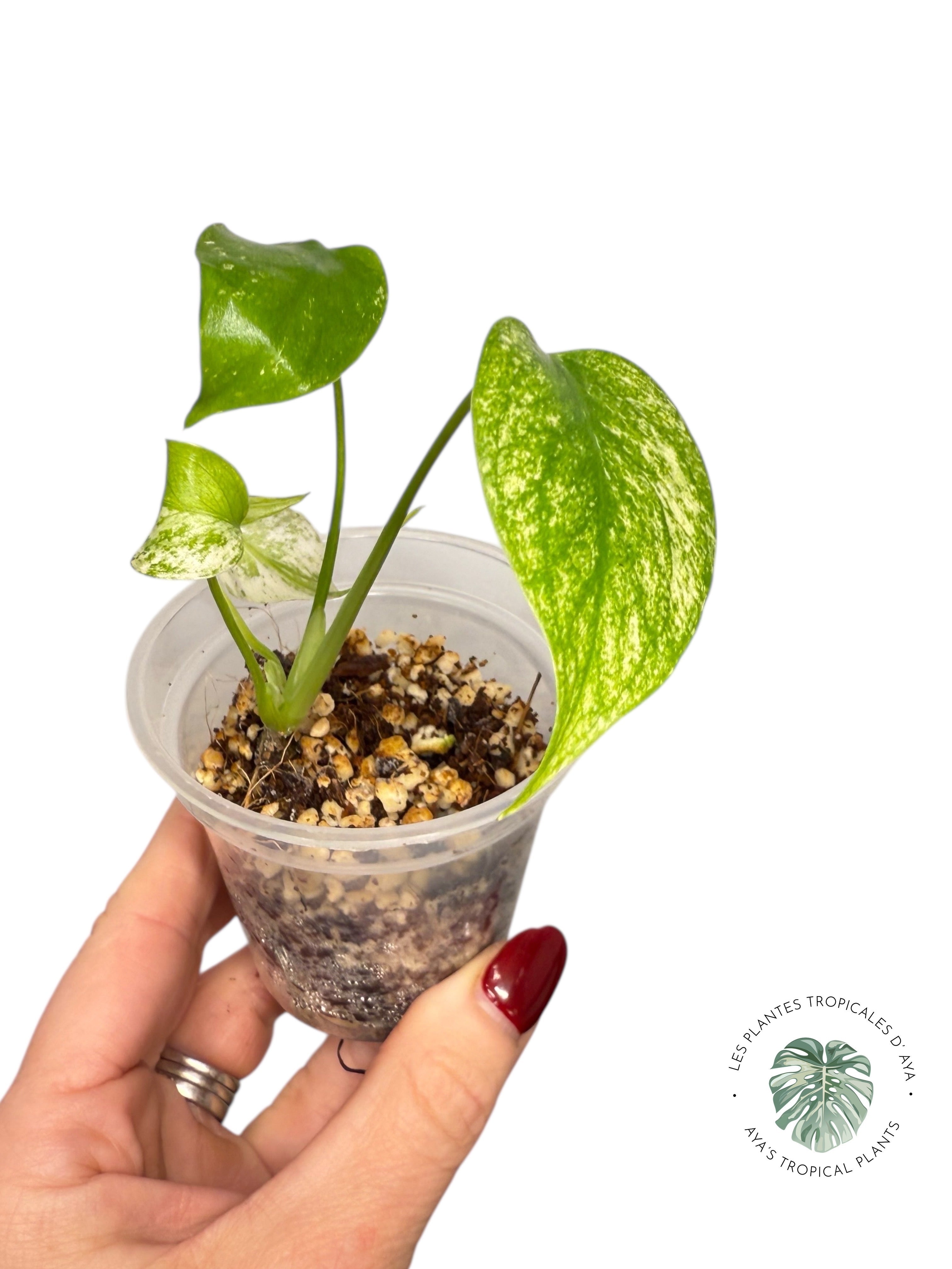 Monstera Mint| Rare TC Plant | Aya's Tropical Plants