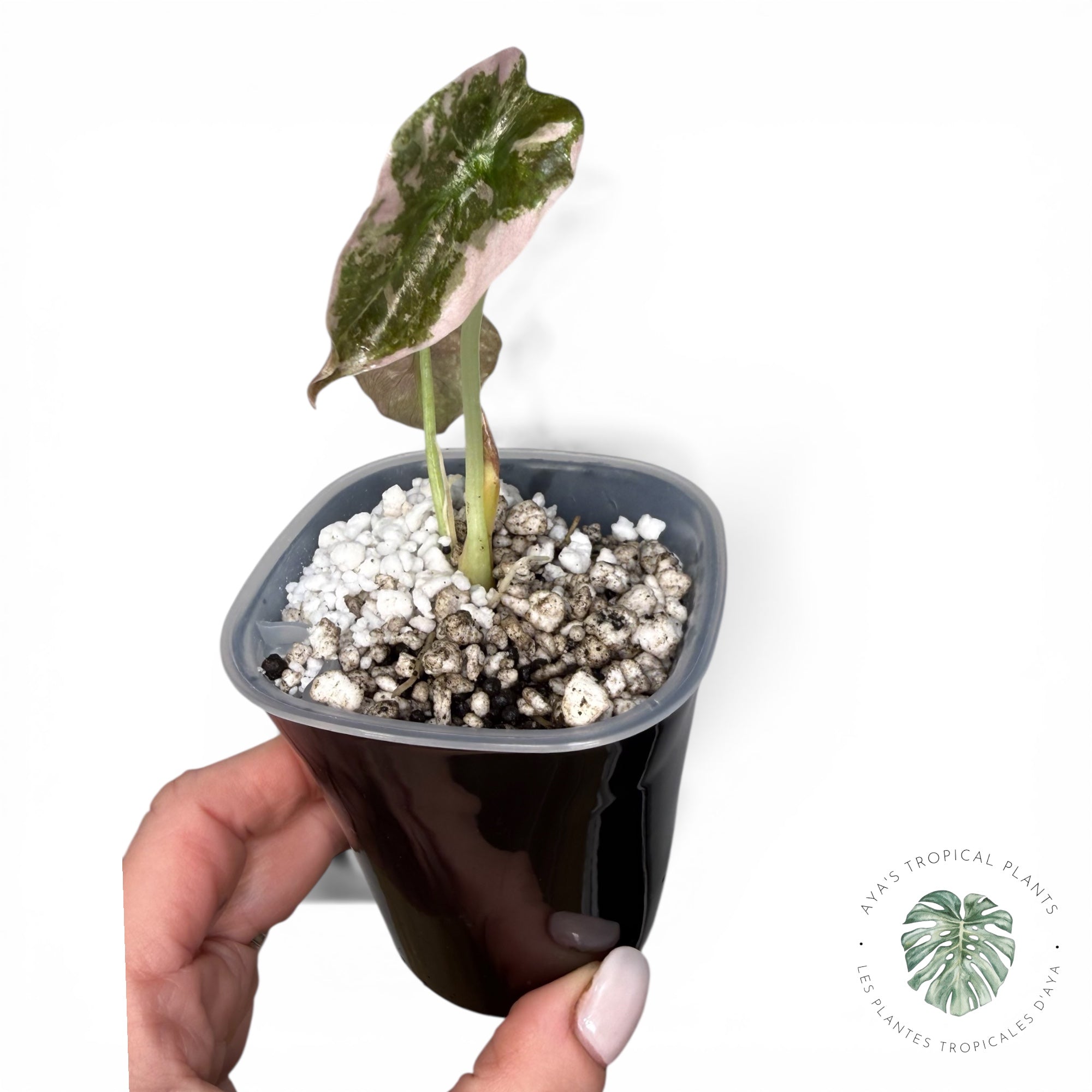 Alocasia Cuprea Pink Albo Variegated