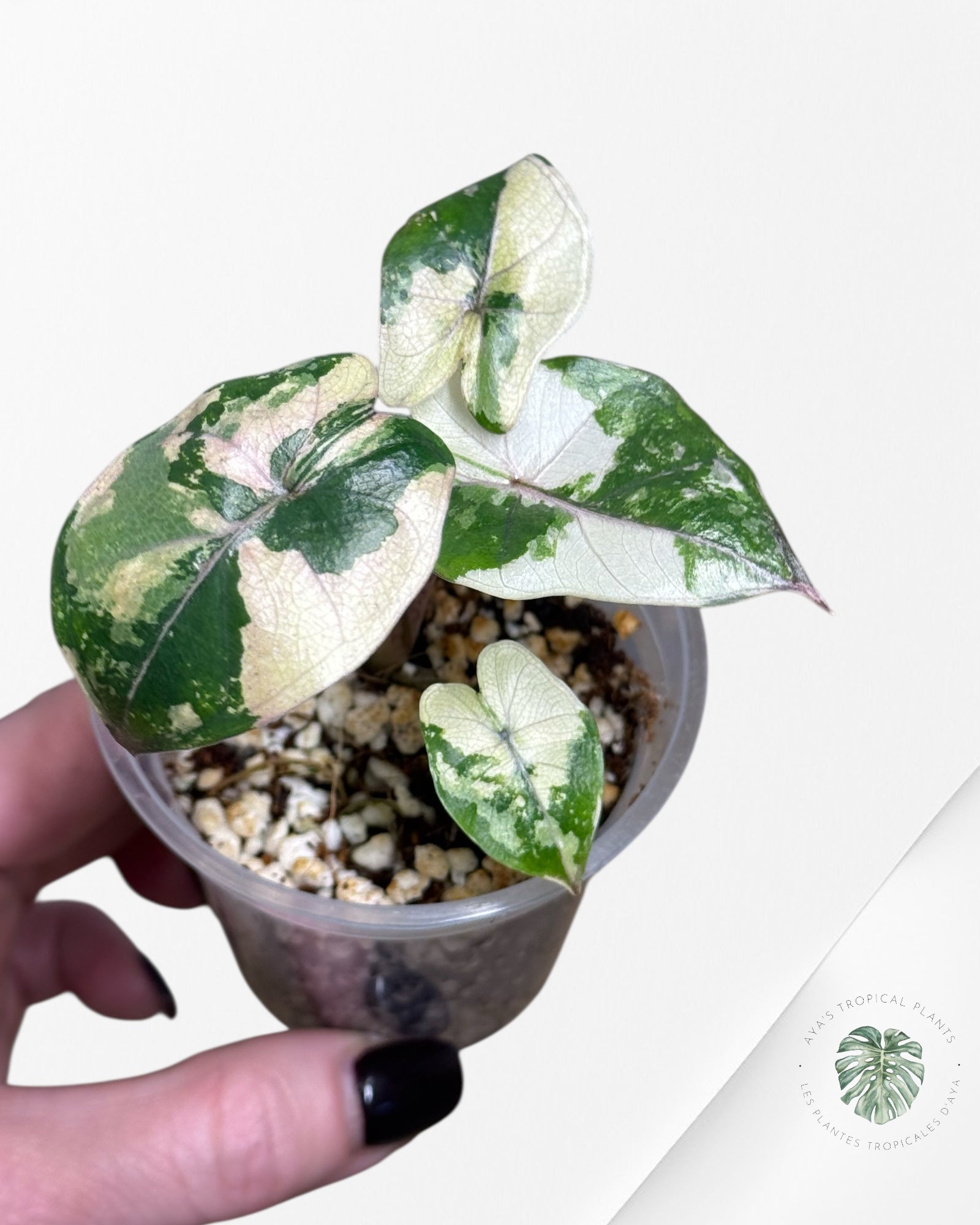 Alocasia Yucatan Princess Variegated- TC3