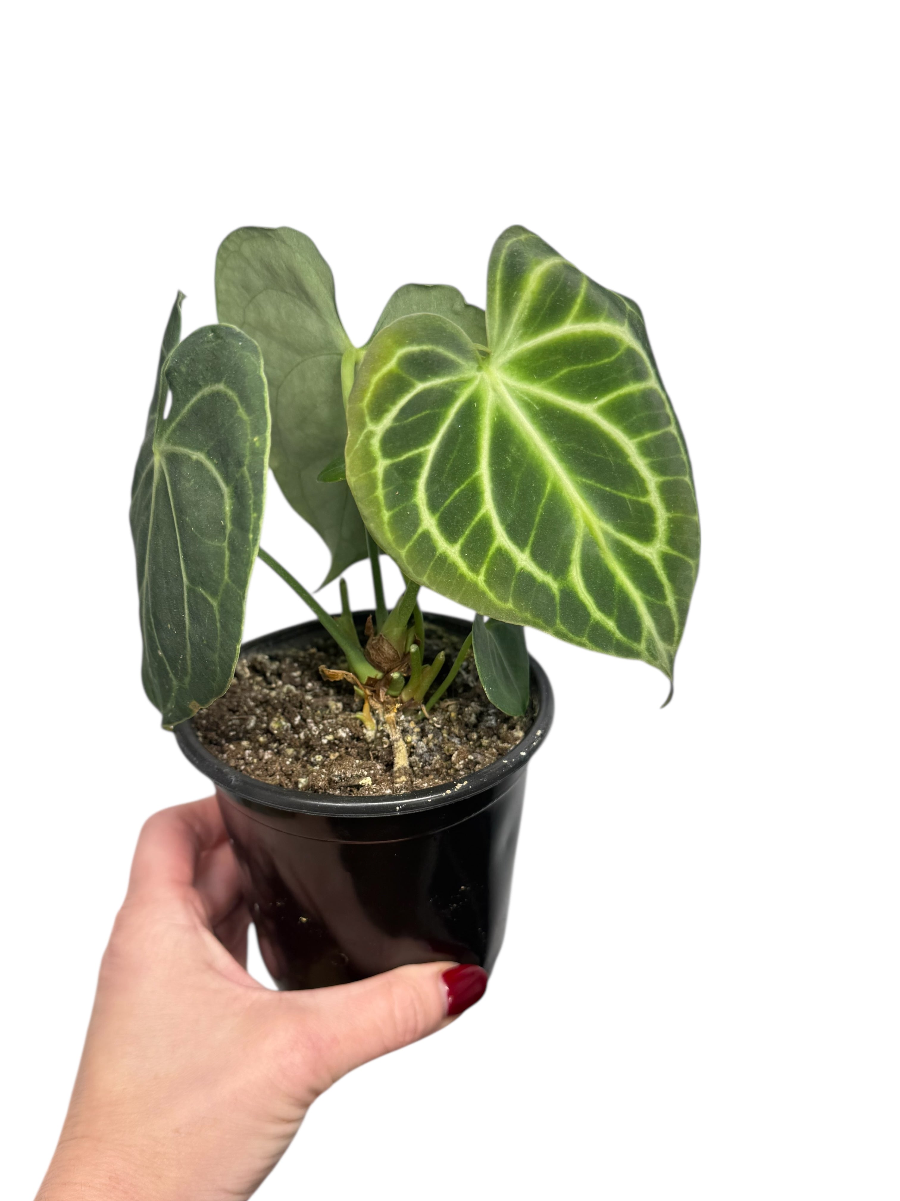 Anthurium Magnificum x Crystallinum | Aroïde | Le plan tropical d'Aya