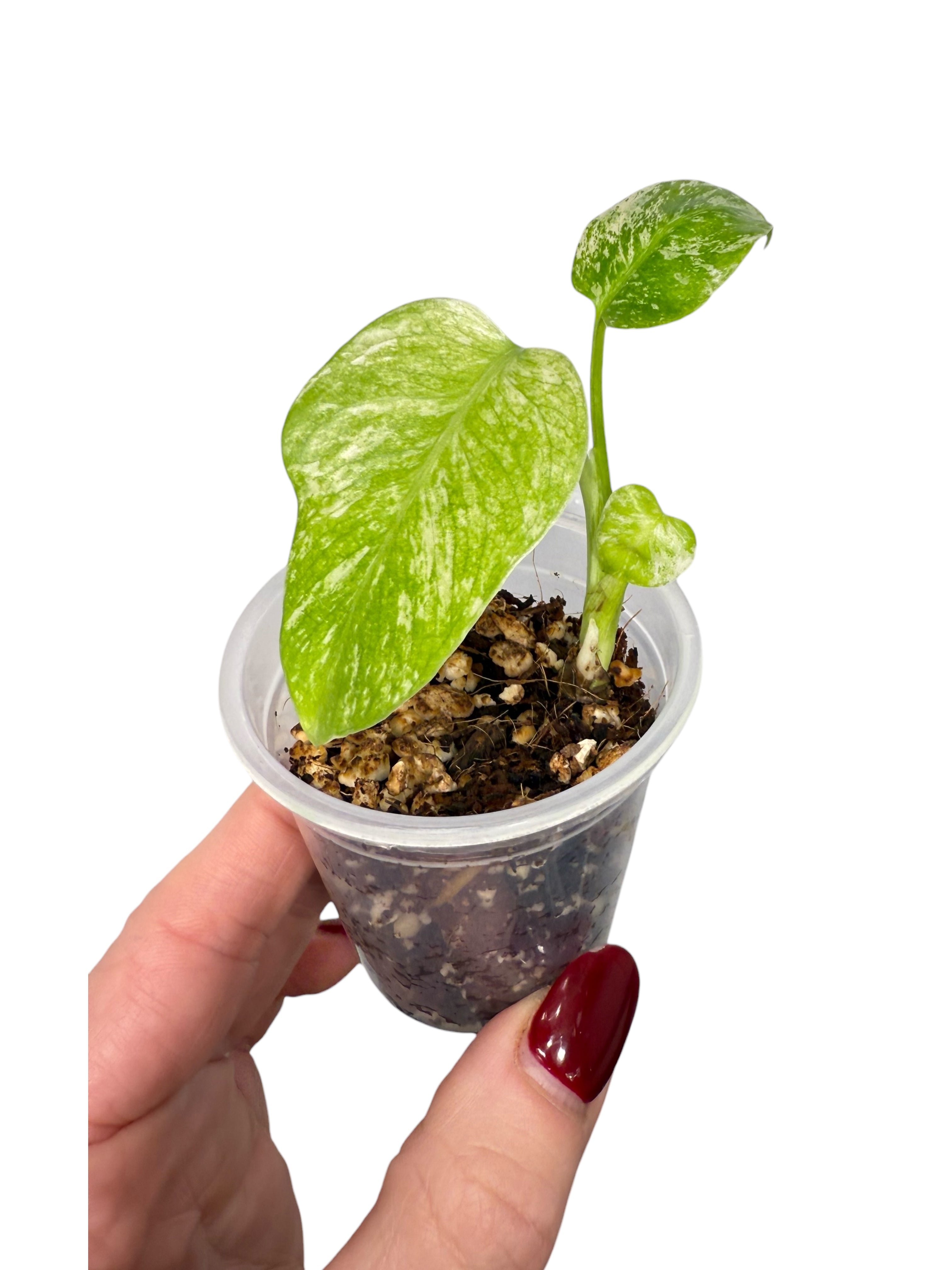 Monstera Mint| Rare TC Plant | Aya's Tropical Plants